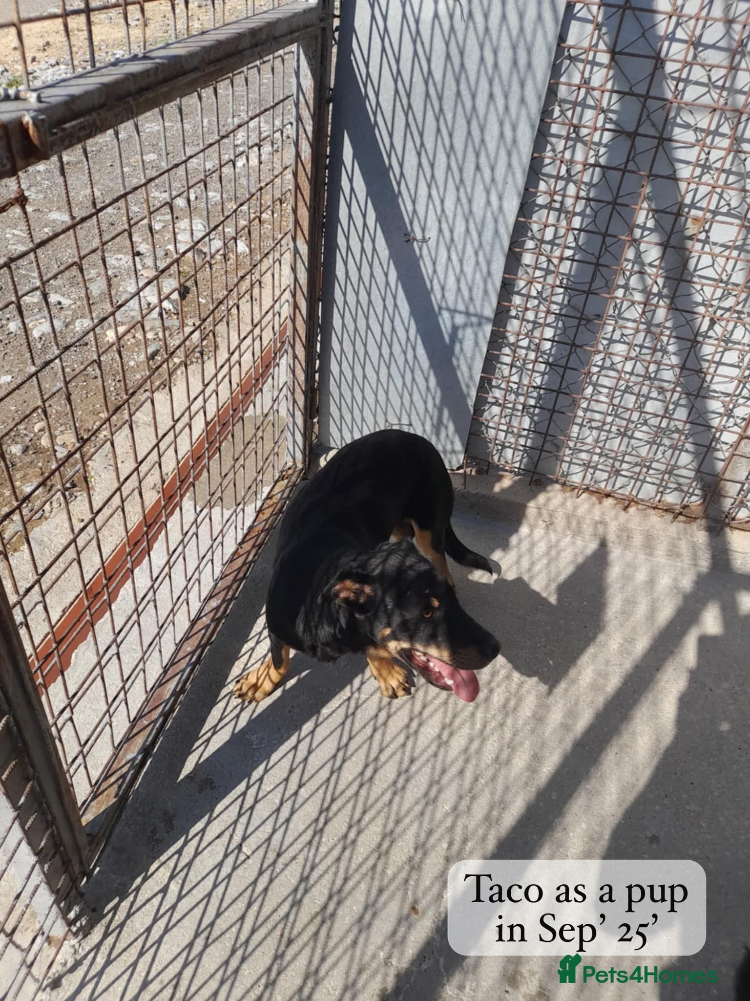 Taco, 10-12 months old. photo 12