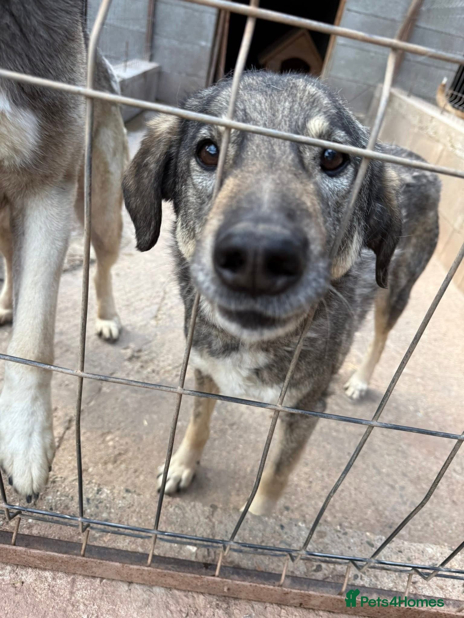 Lucky π β Mixed Breed