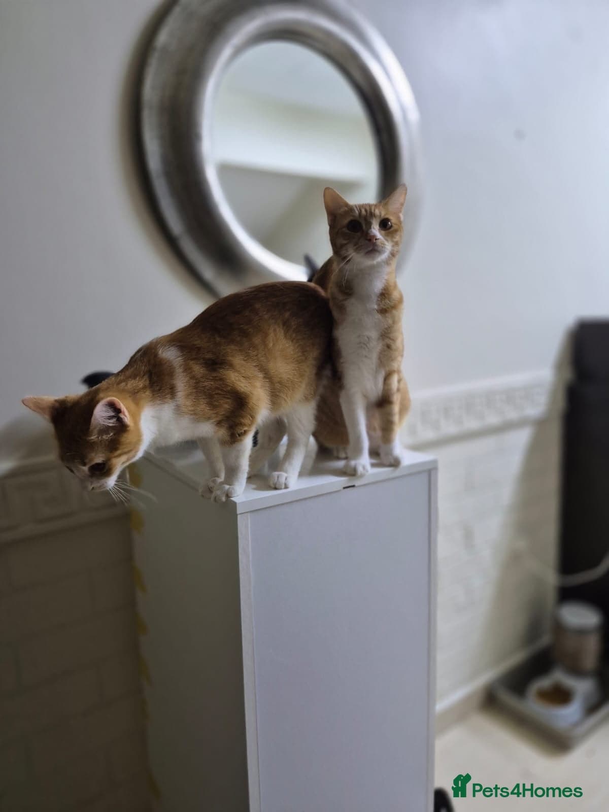 Marigold & Sunflower photo 5