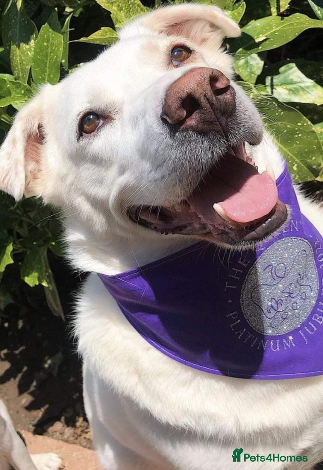 Meet Biscuit, currently residing in Hampshire photo 14