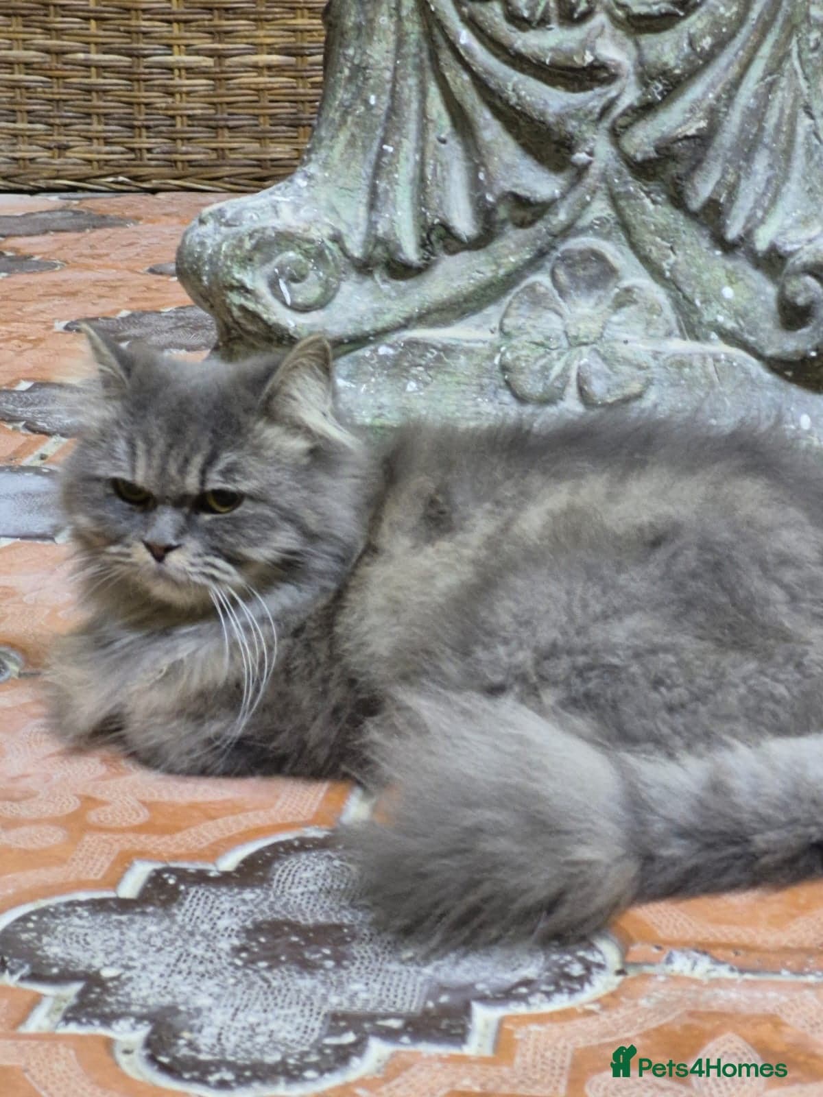 Bodiccea — Domestic Shorthair