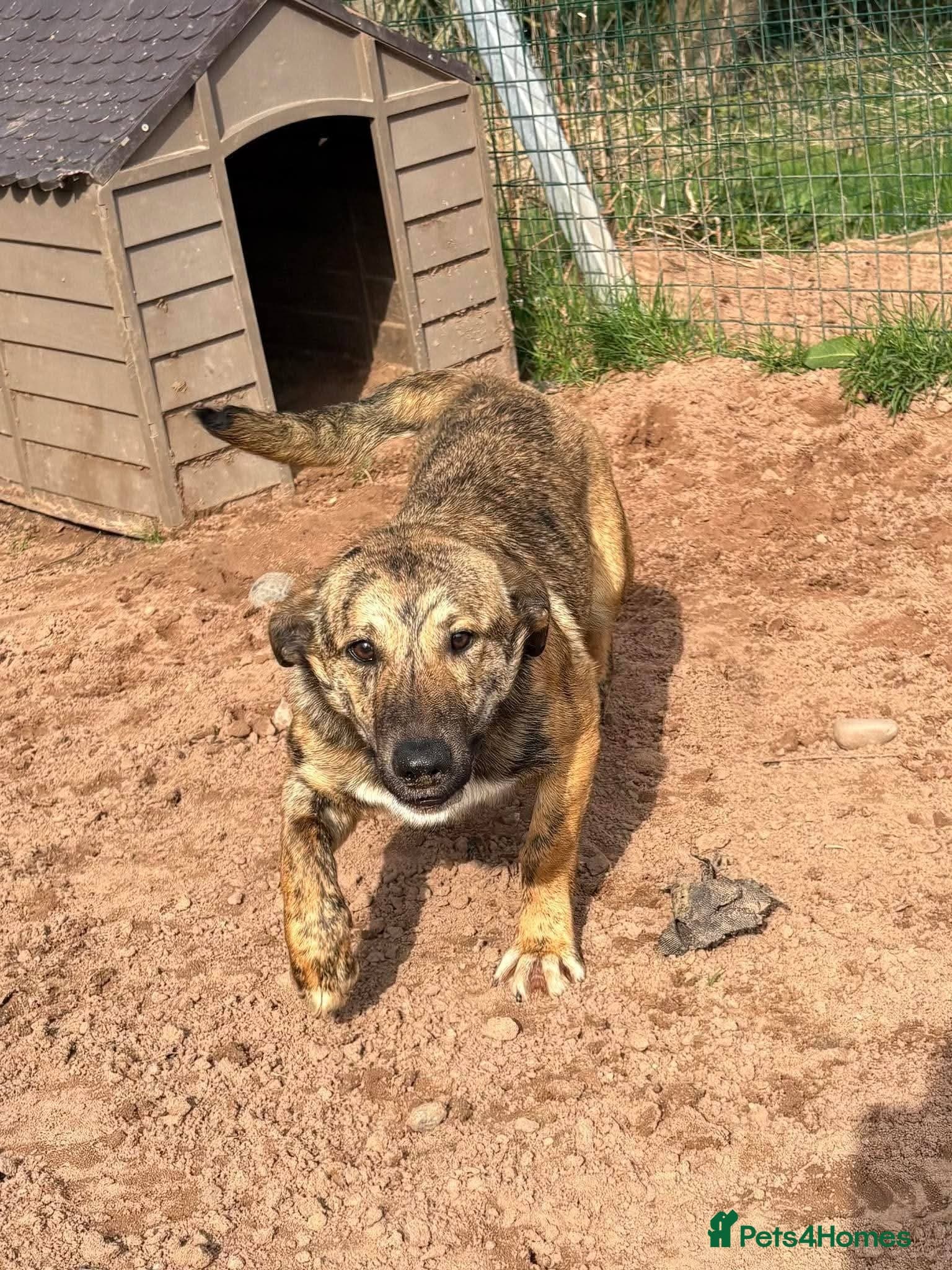 Meet Finn, currently residing in Cheshire β Mixed Breed