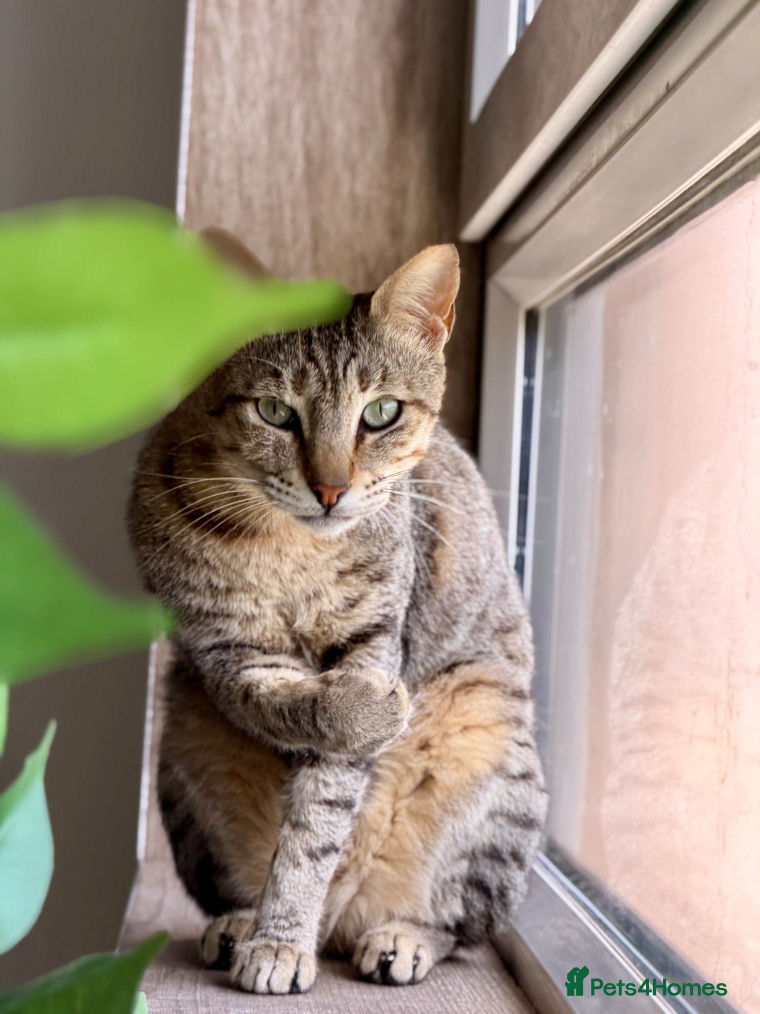 Hera ♥️ (House Cat) photo 12