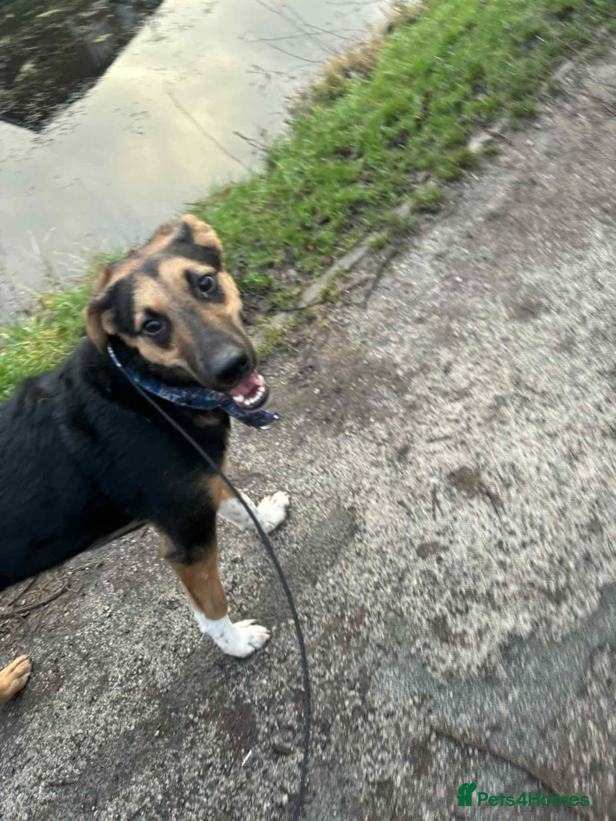 LOOK AT HIM:💙BRUNO💙Someone's best ever friend photo 11