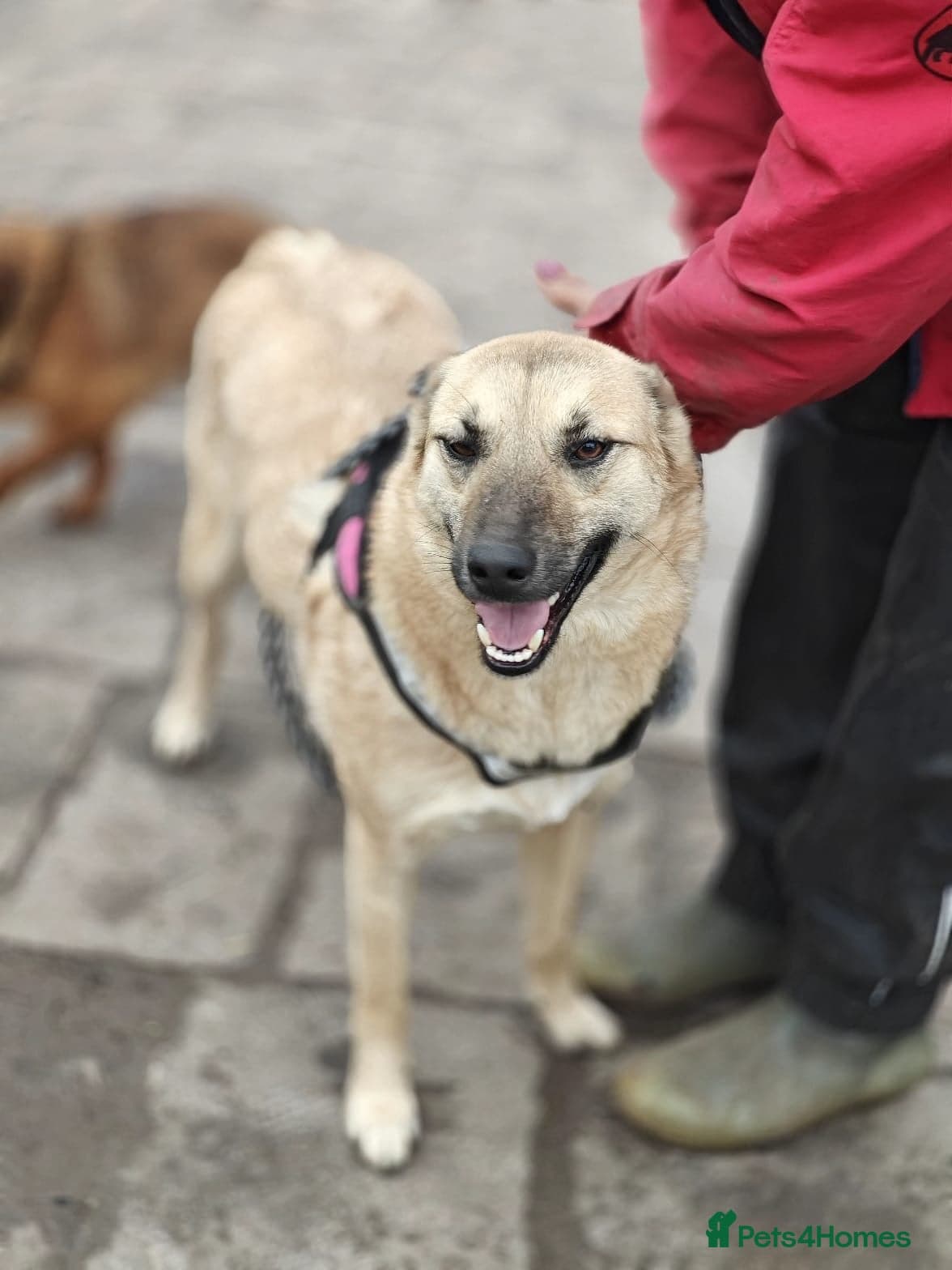 ๏ธ๐ถ stacy photo 8