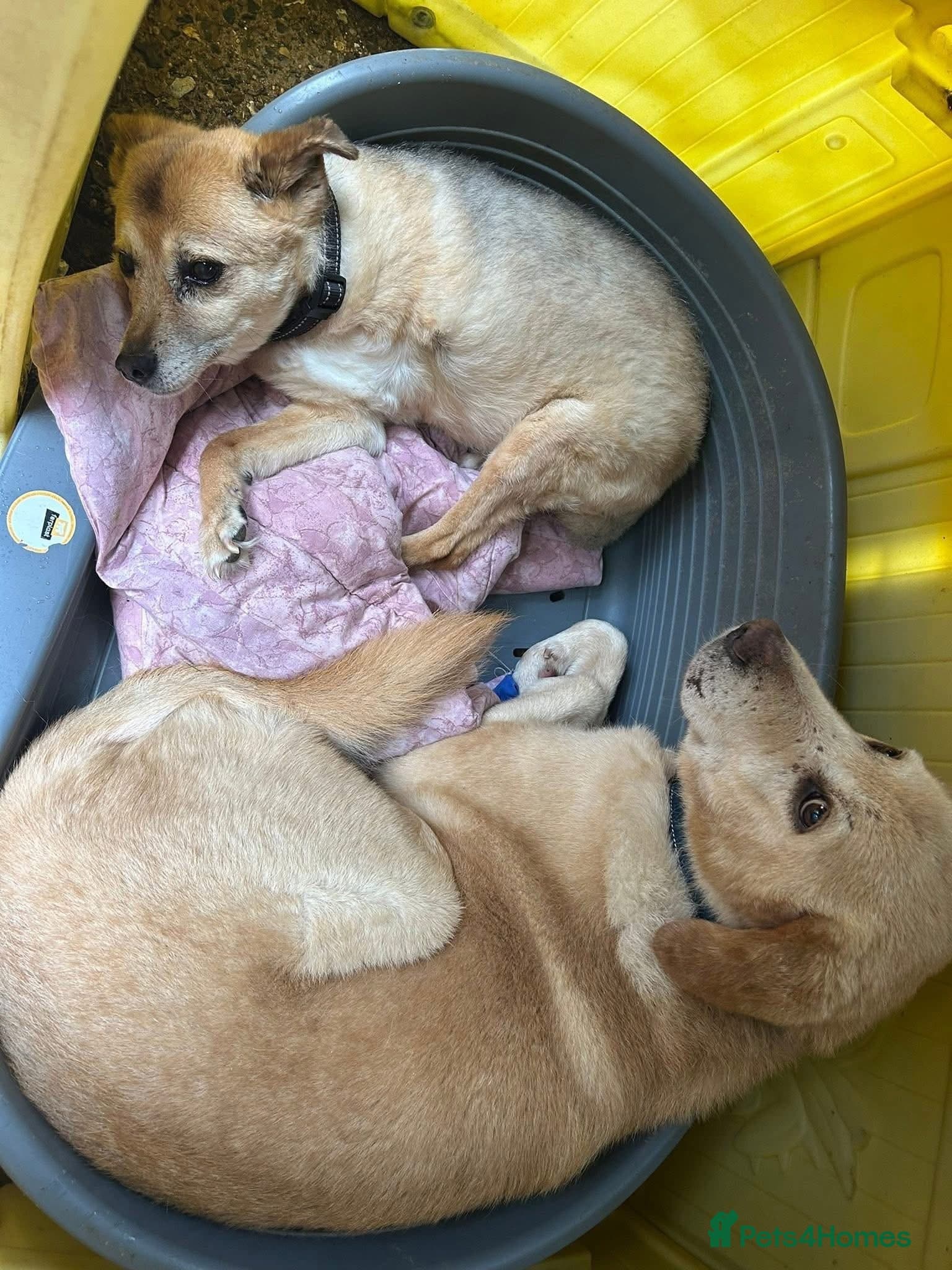 Rupert - Norwich Norfolk photo 11