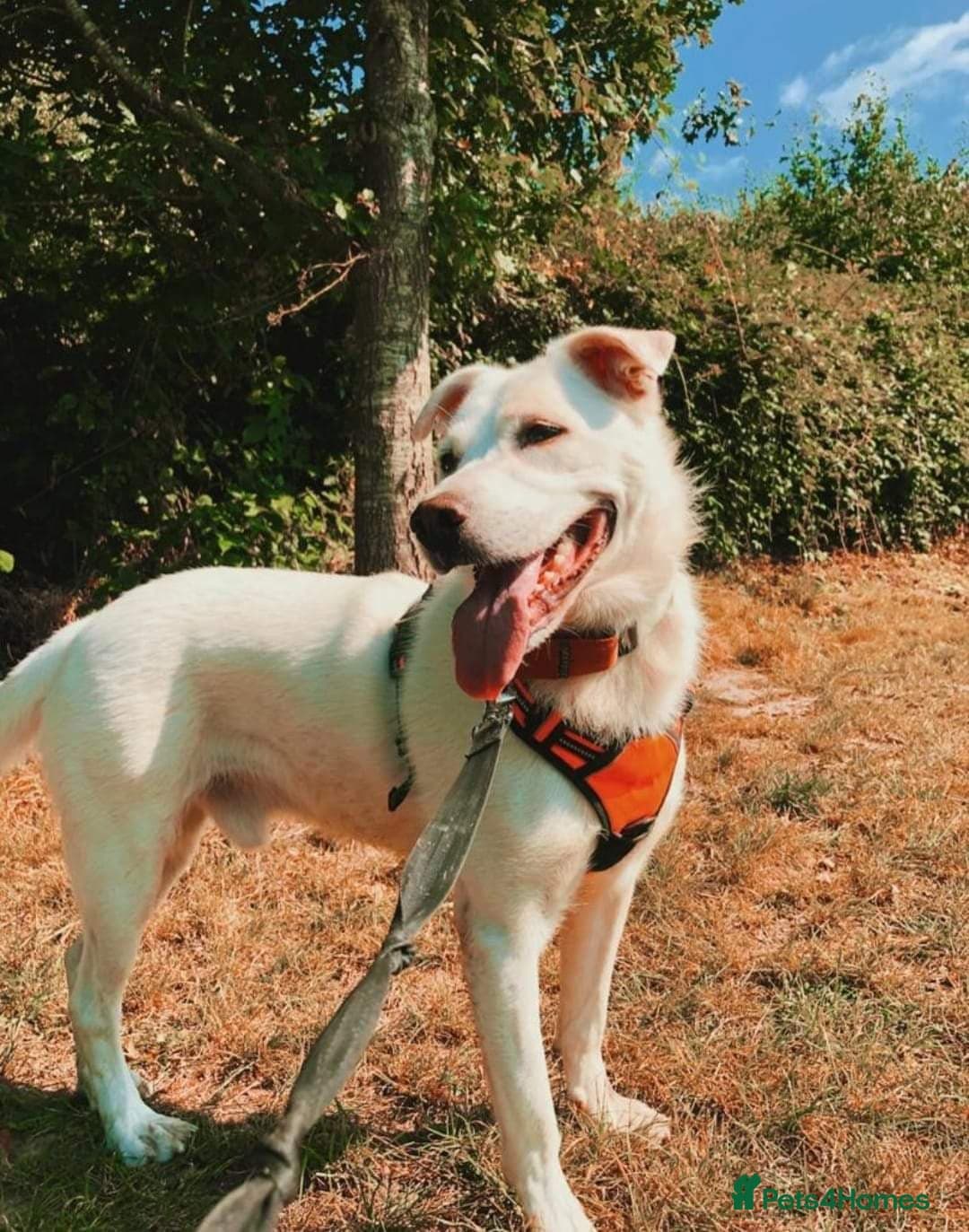 Meet Biscuit, currently residing in Hampshire photo 8