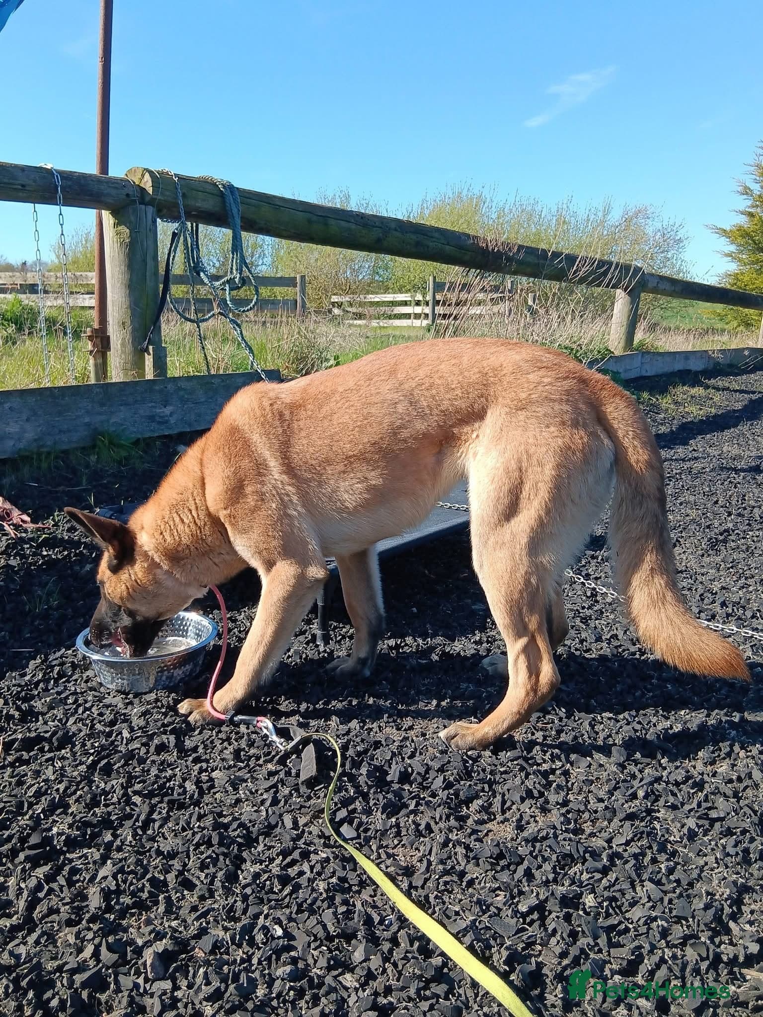 BEK - Malinois photo 4