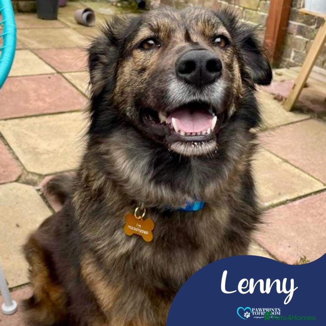 Meet Lenny, currently residing in Southsea photo 2