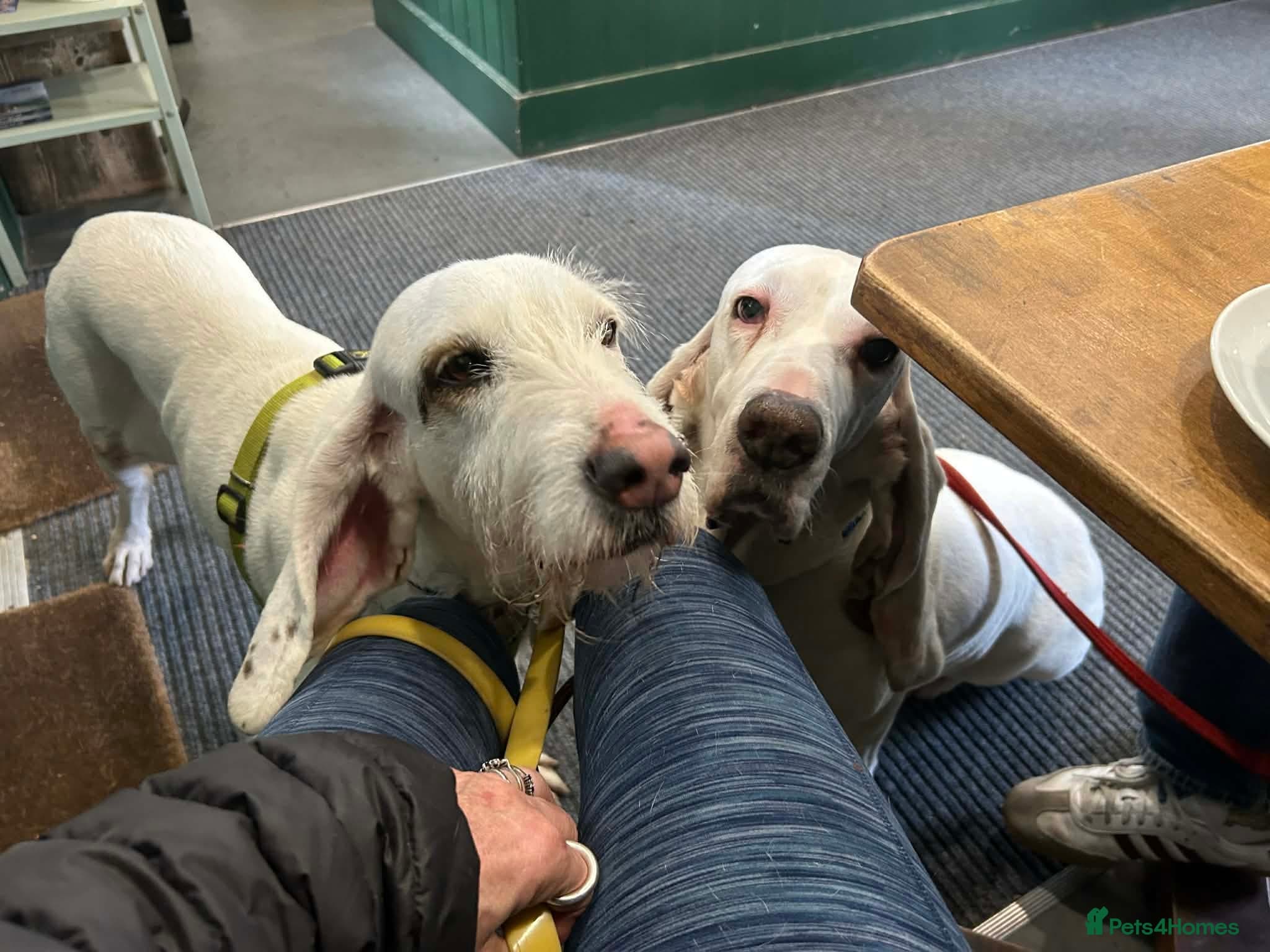 Tuna - lovely Griffon photo 10