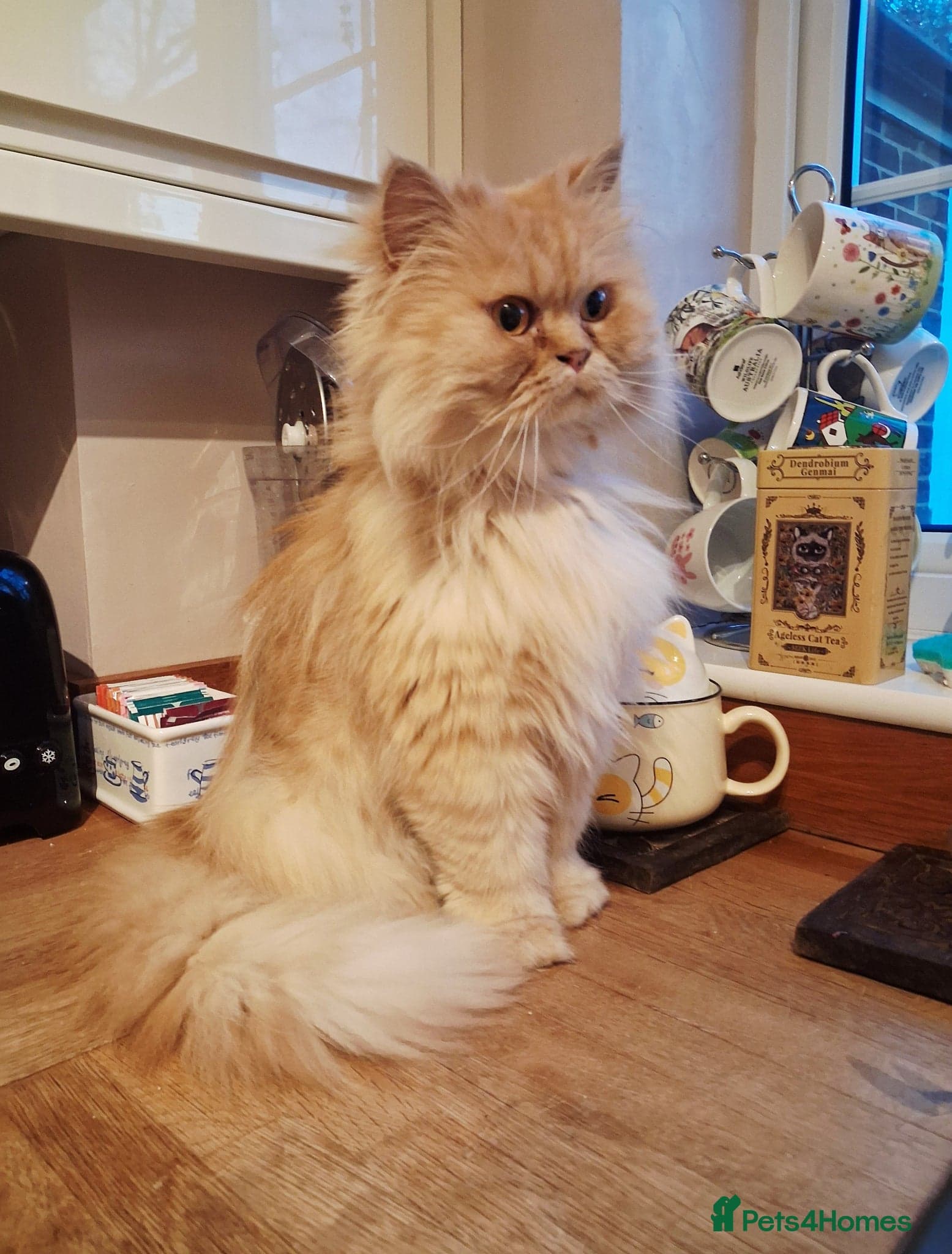 Lovely Lady Marigold photo 5