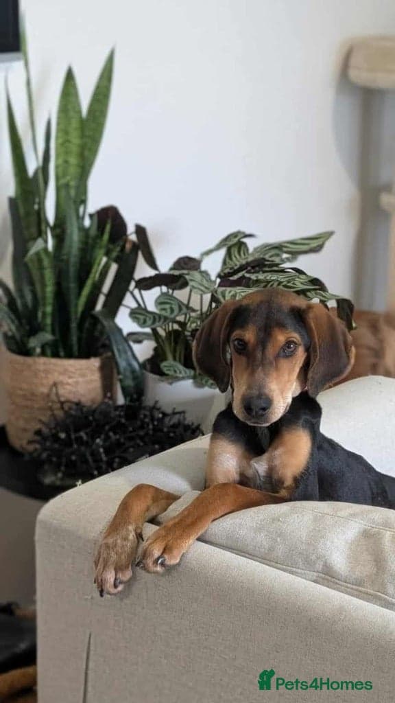 Asterios (aka Terry) photo 4