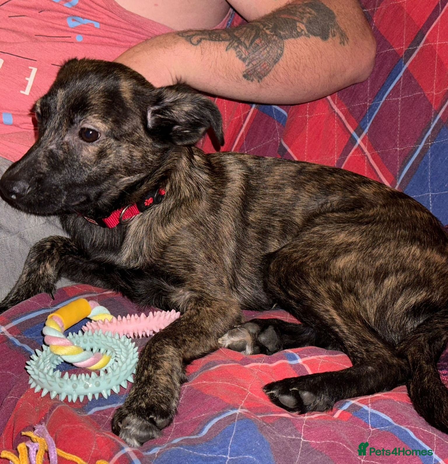 Urgent: ๐milo๐ โ Mixed Breed