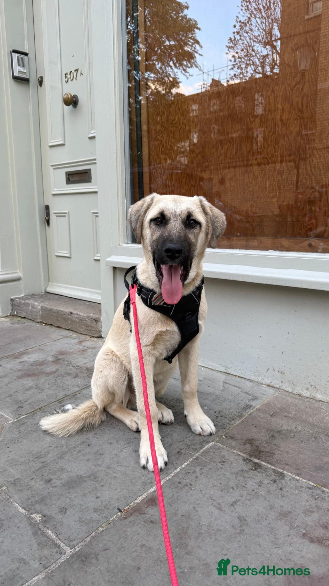 Dobby β Anatolian Shepherd