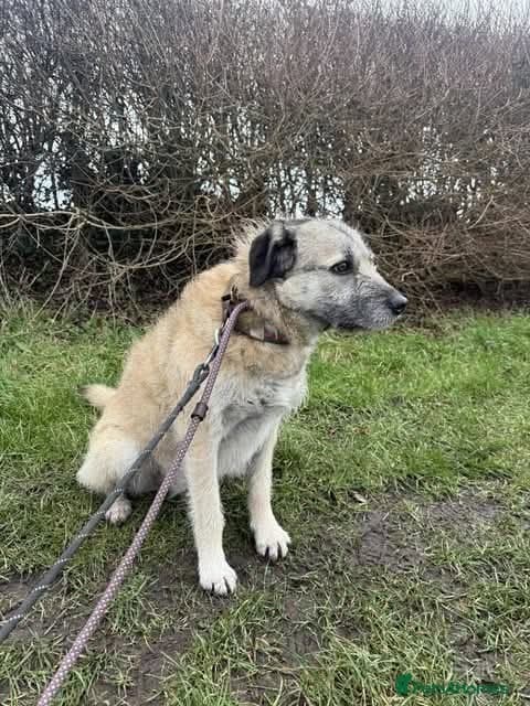 Meet Sage, currently residing in Cheshire photo 3