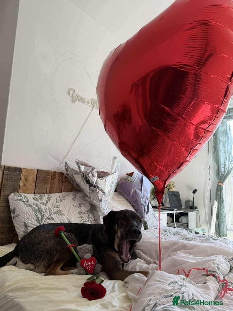 Anthi - in UK Foster (Colchester) photo 10