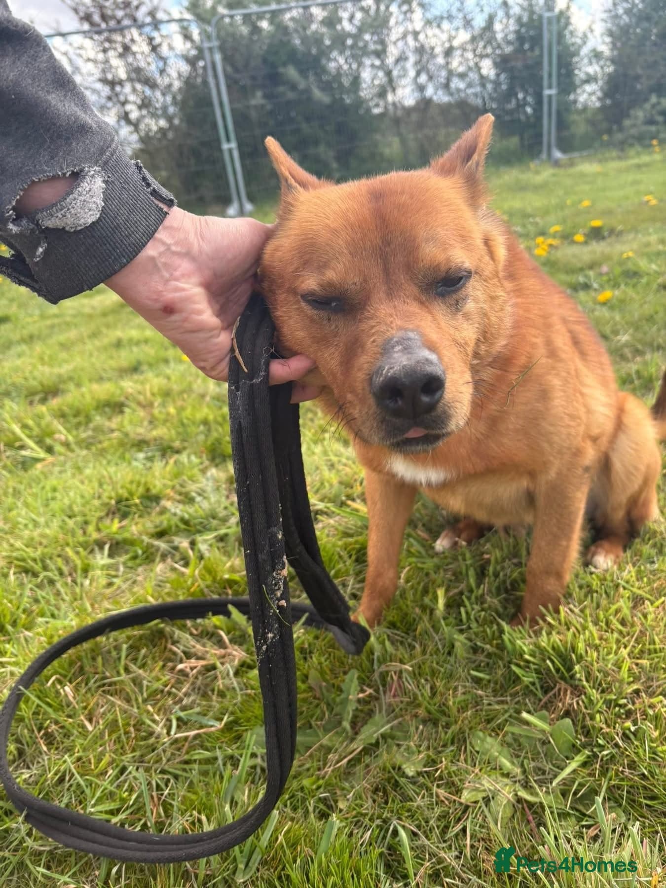 Eli - Norwich Norfolk photo 14