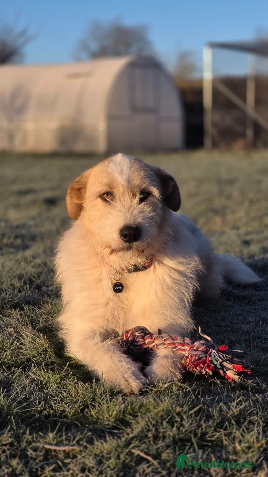 Hershey & Harley π still Waiting photo 19