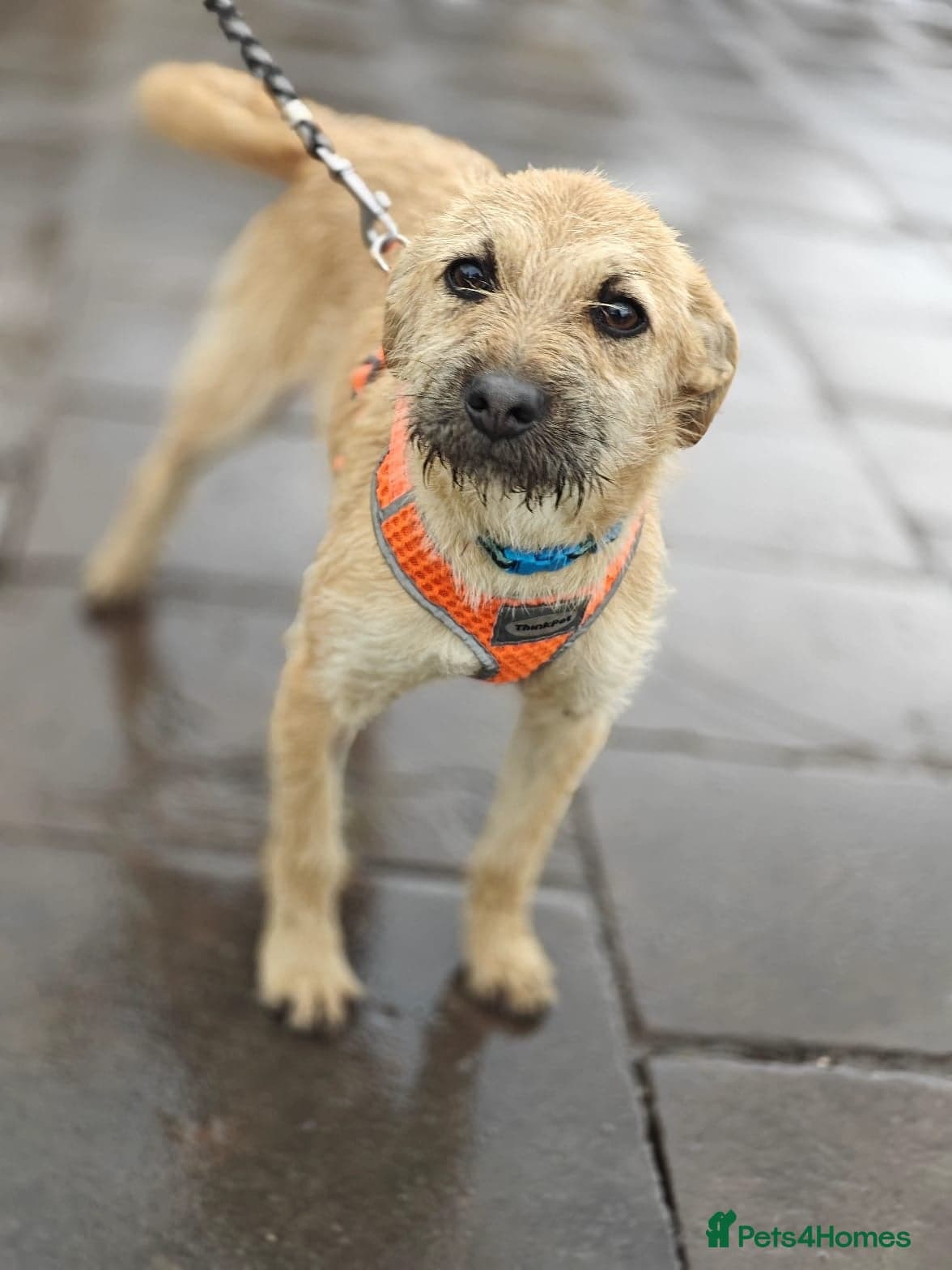 οΈπΆ bekki photo 22