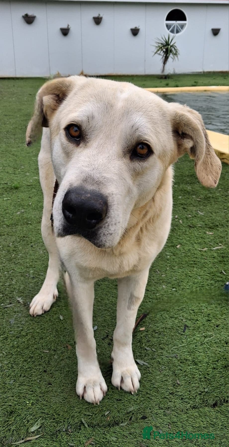 REDUCED Coco photo 3