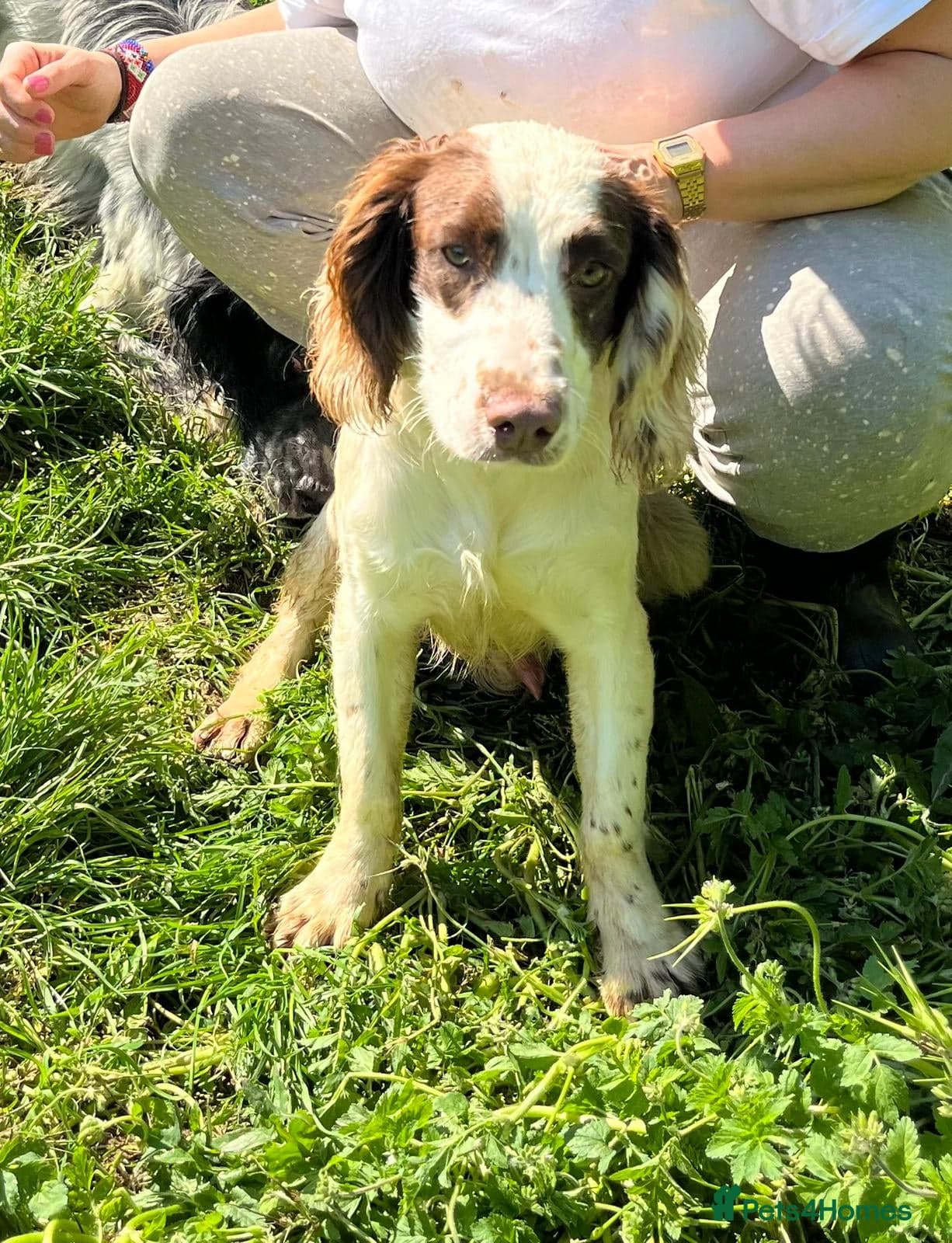 Springer Spaniel nine months old, Tino photo 7