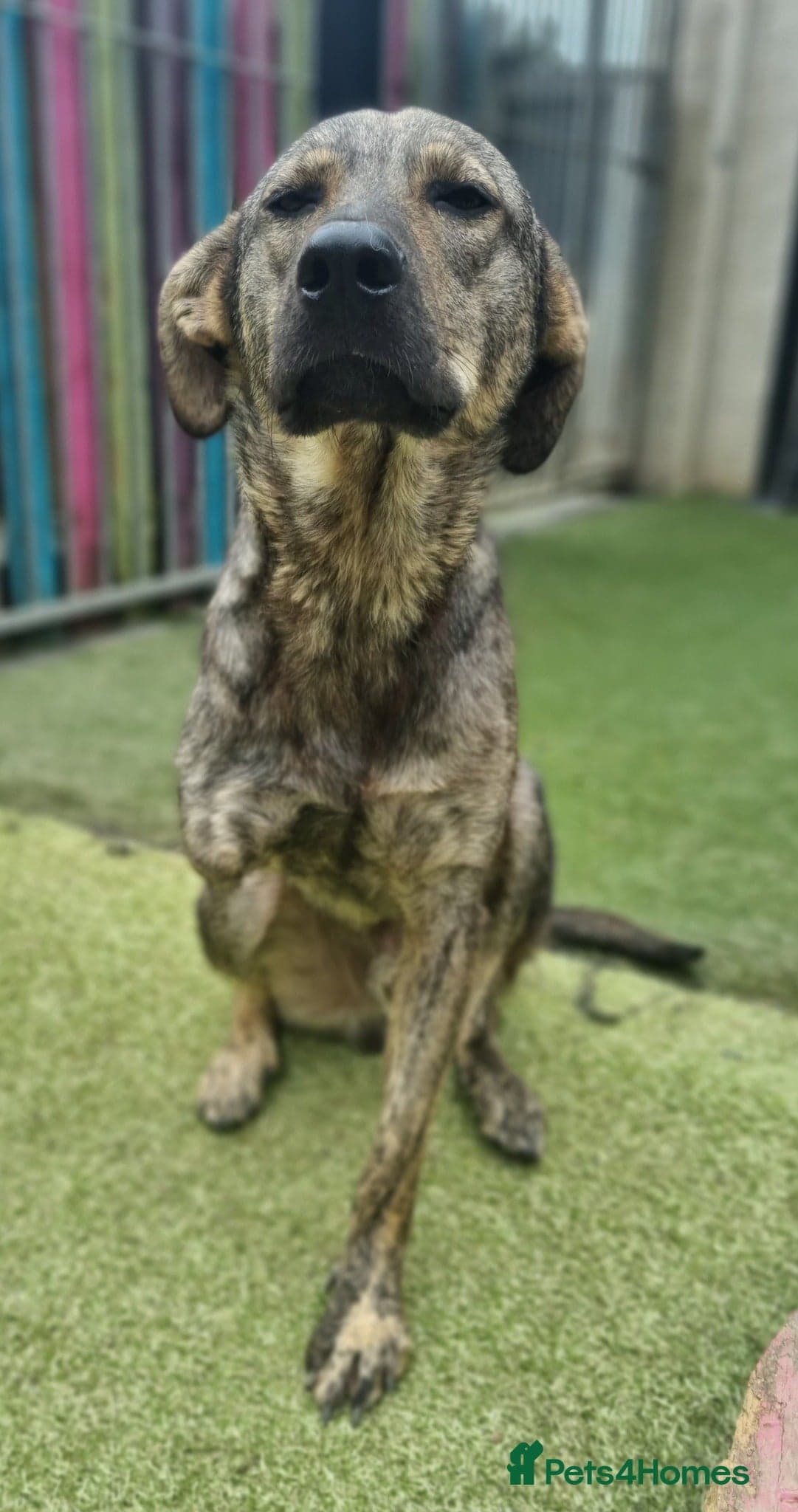 Ronnie - In Ayr photo 2