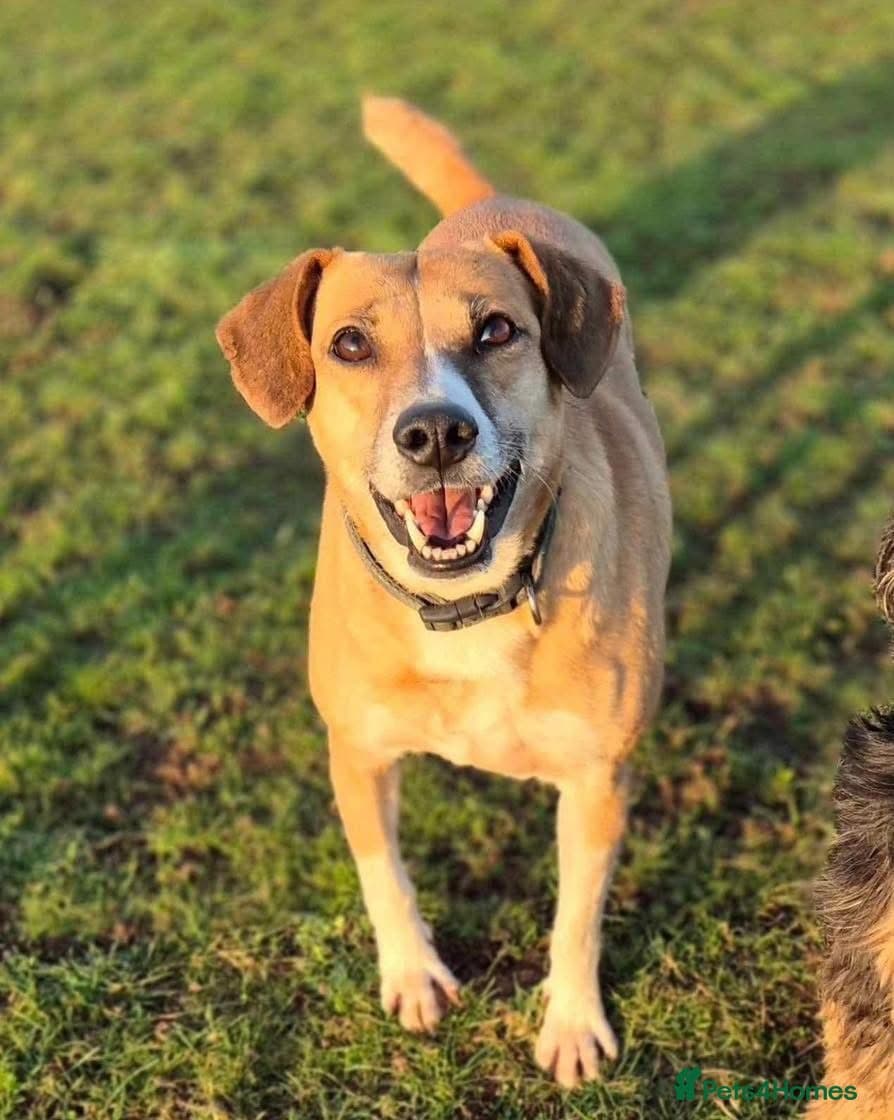 Shandy, a real sweetheart π§‘ photo 10