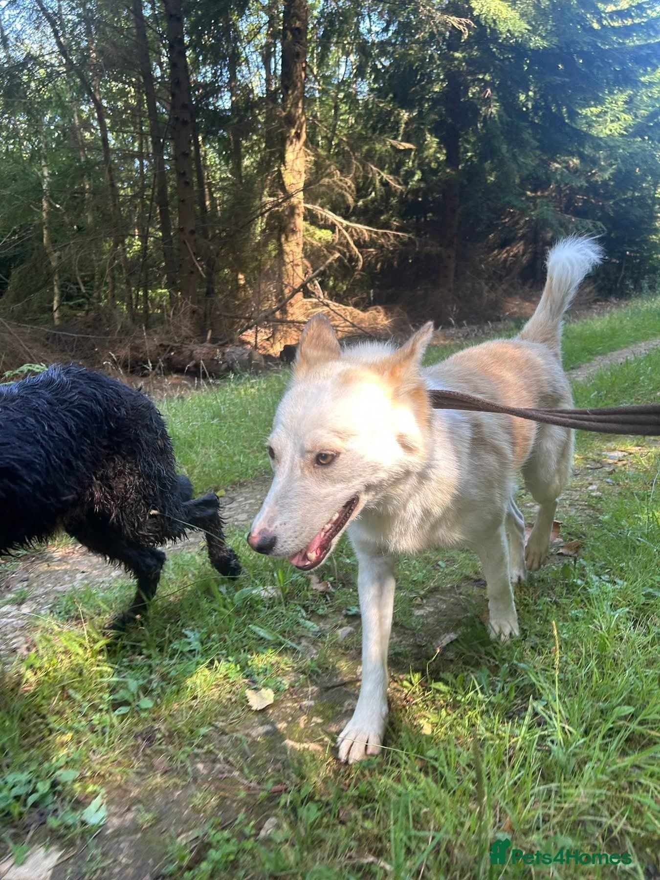 Song - Norwich Norfolk photo 29