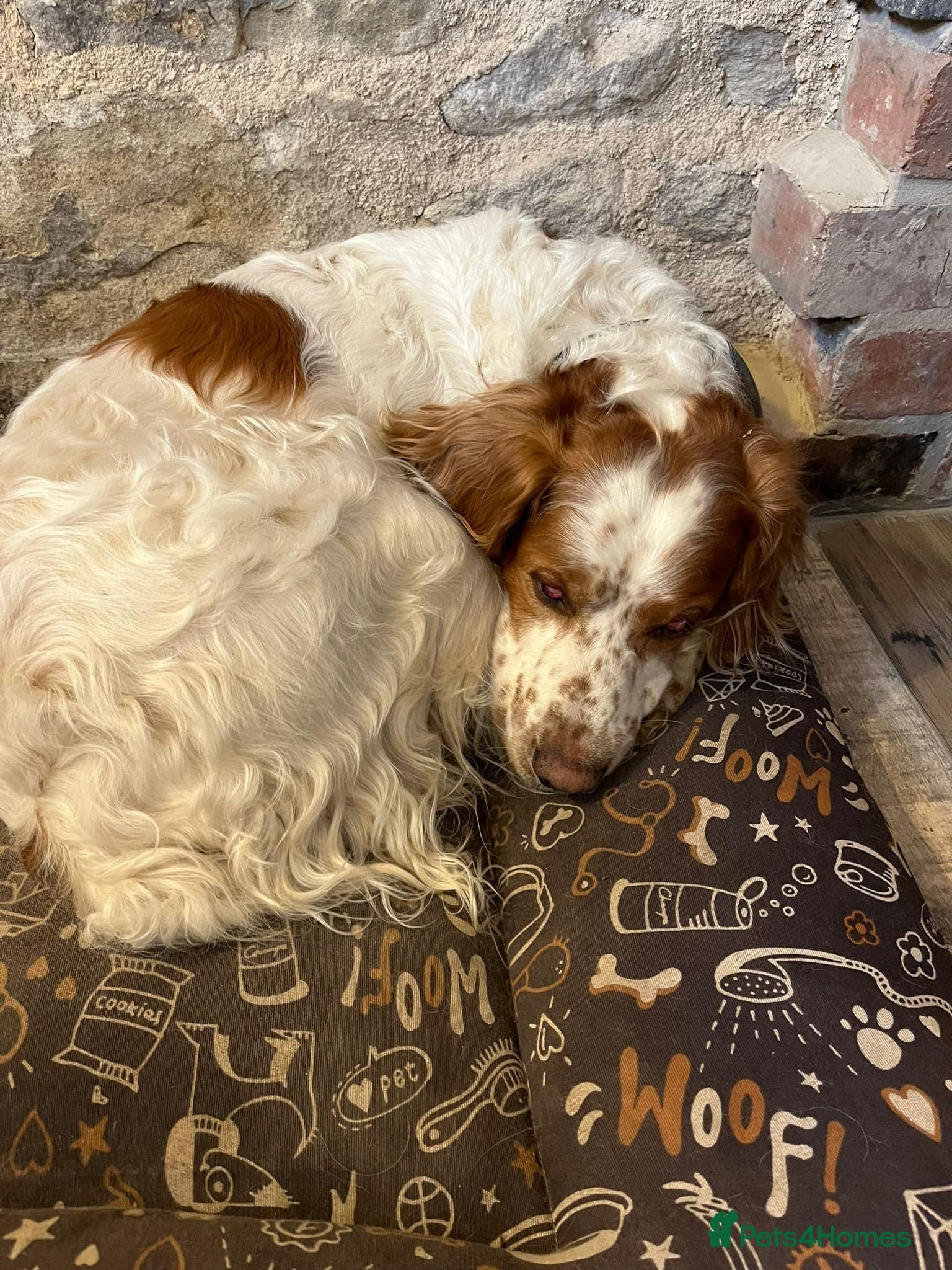 Ronnie, 3-year old Brittany male photo 17