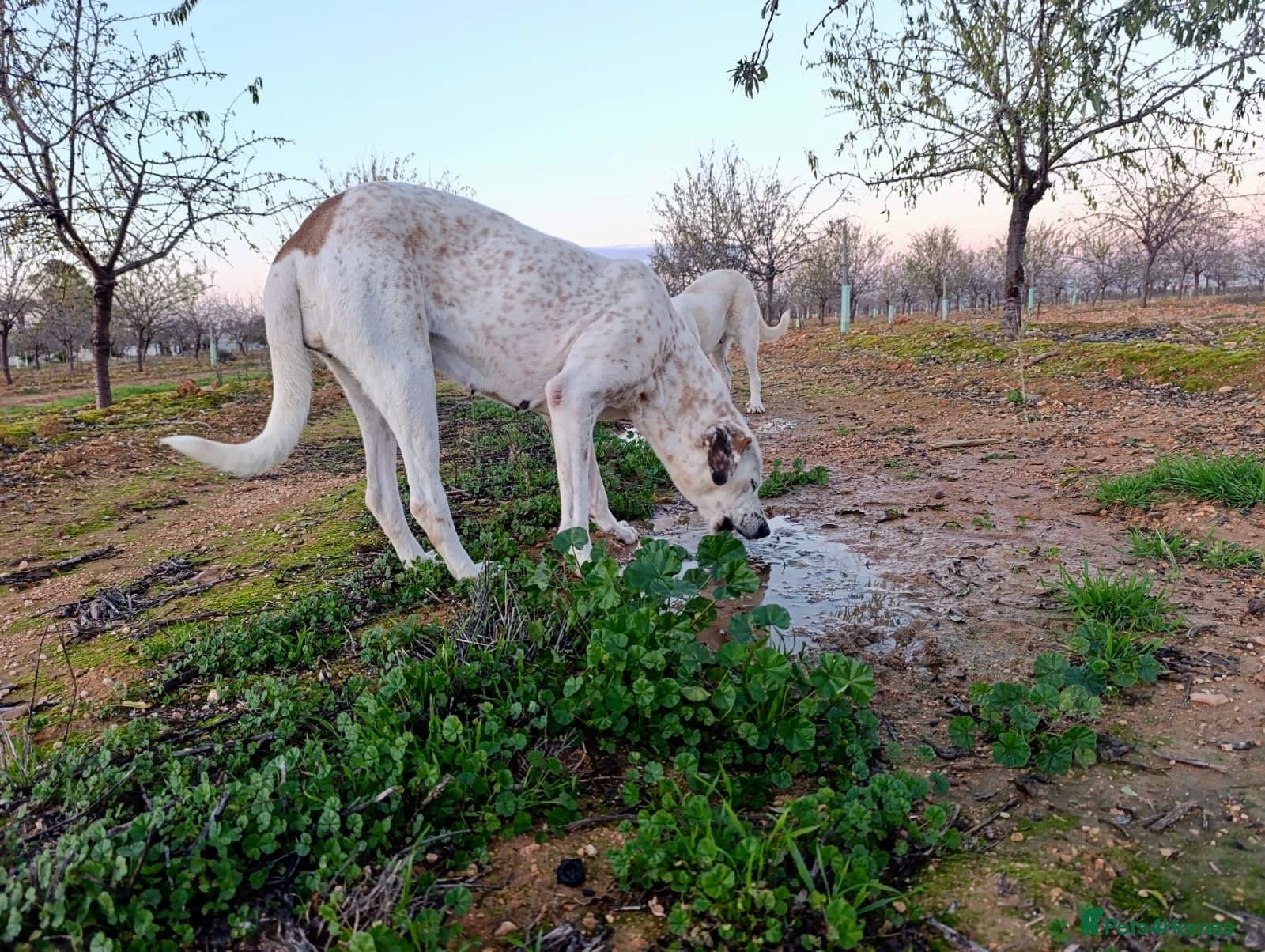 ️🚨URGENT🚨‼️FOSTER OR adopt Bimba🩷🐾 photo 2