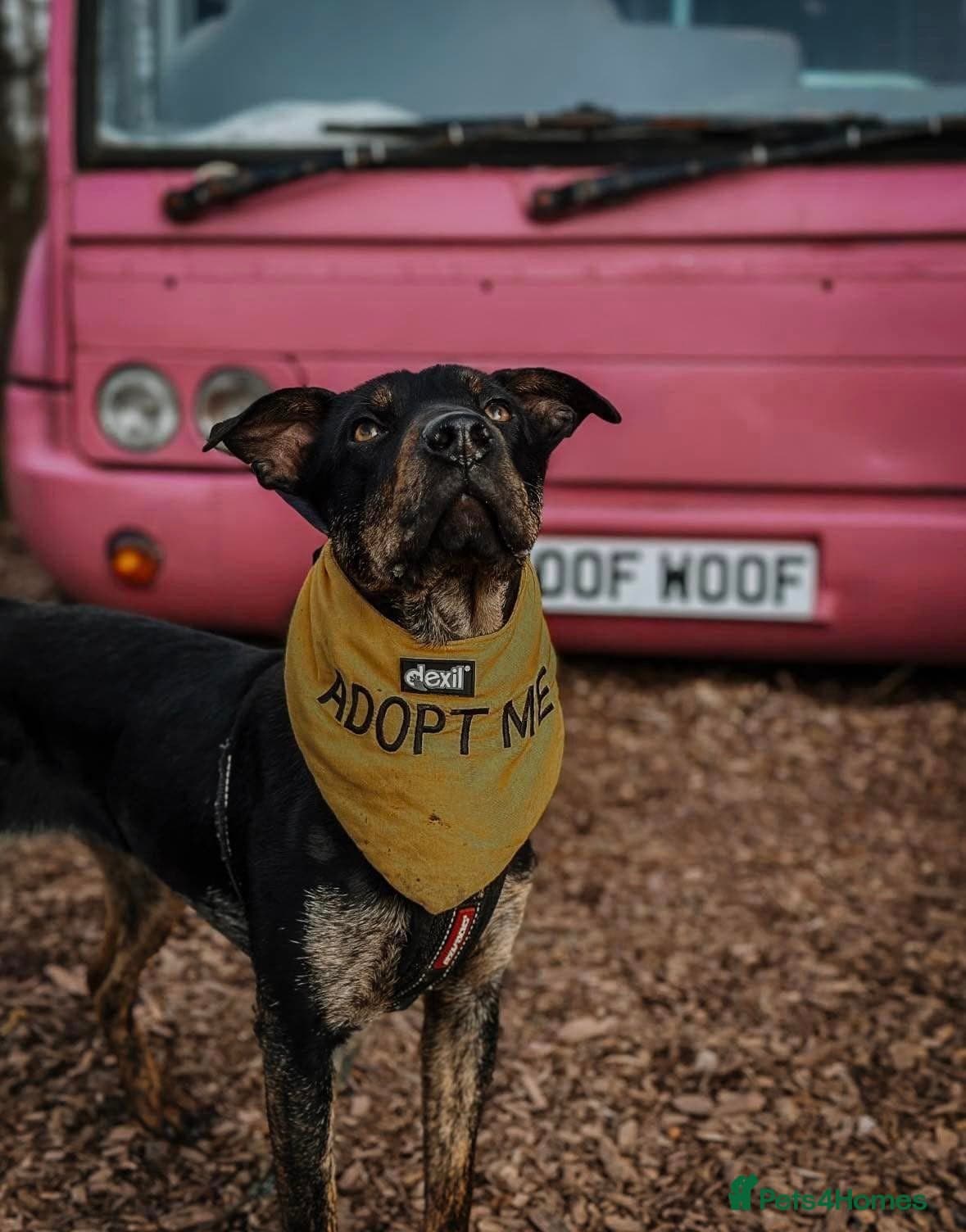 Madonna 18 month old female photo 7