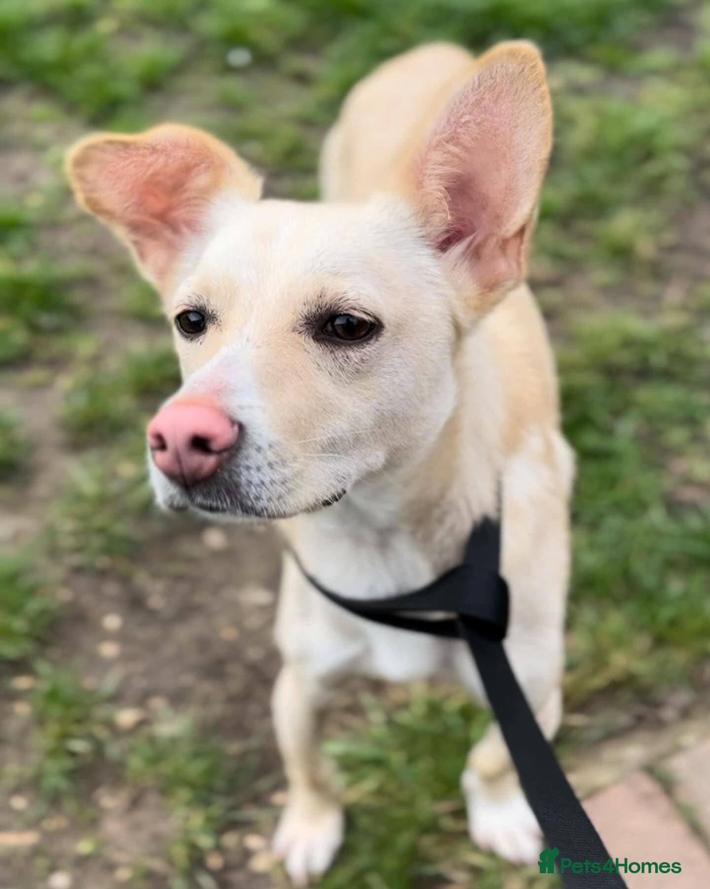 Meet Frankie, currently residing in Peterborough — Mixed Breed