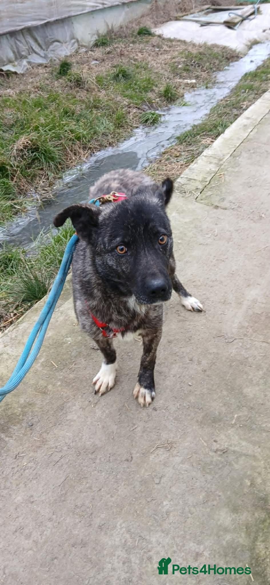 Jasper - Norwich Norfolk photo 11