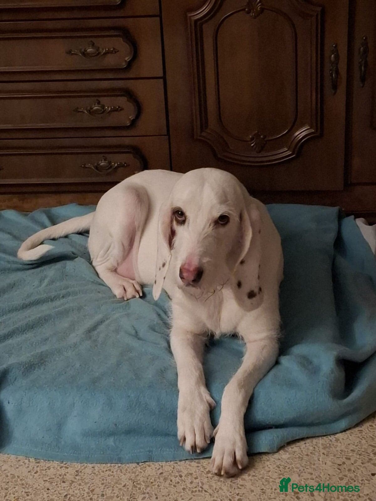 Tuna - lovely Griffon photo 5