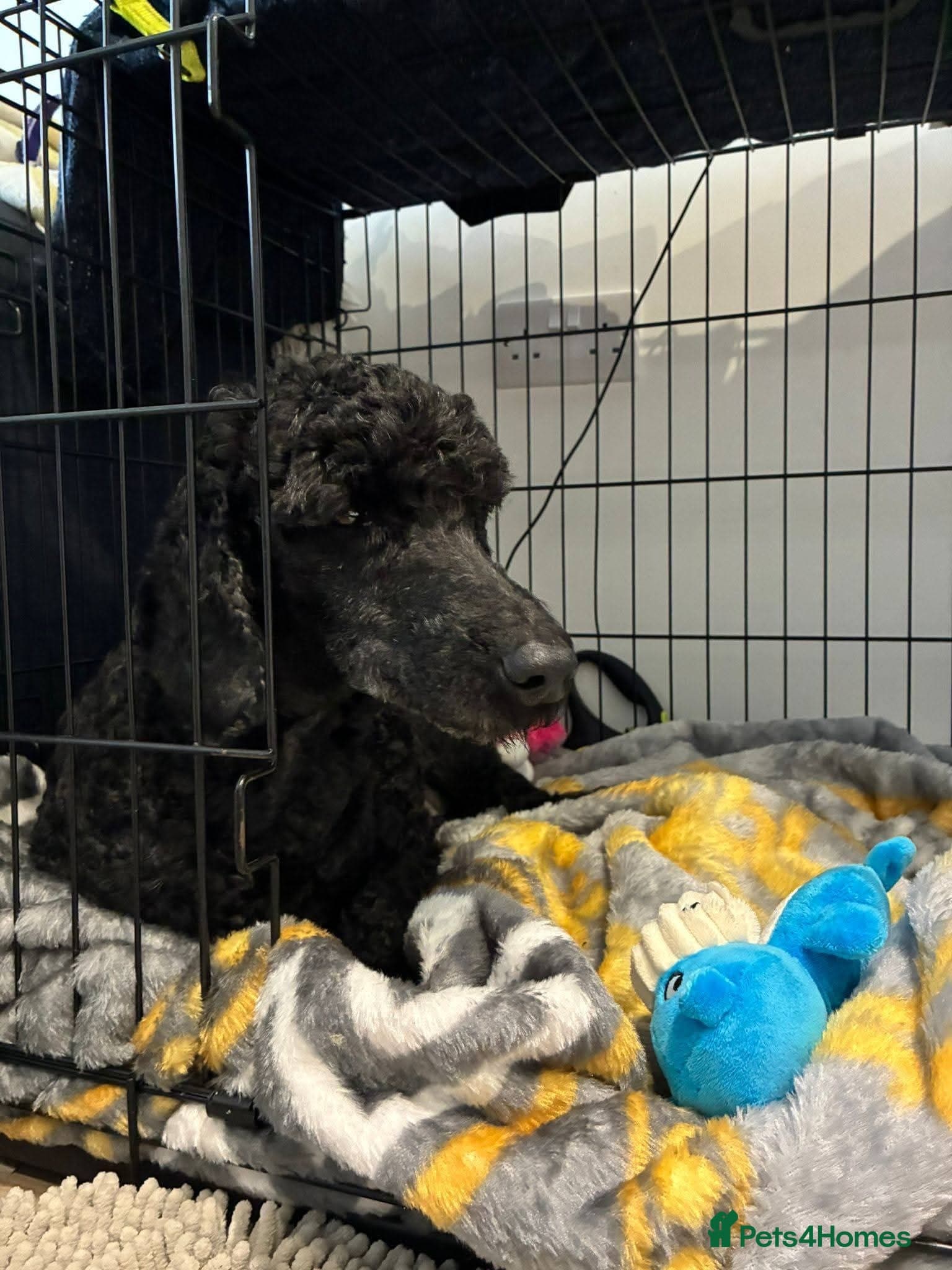 οΈπΆ charlie photo 10