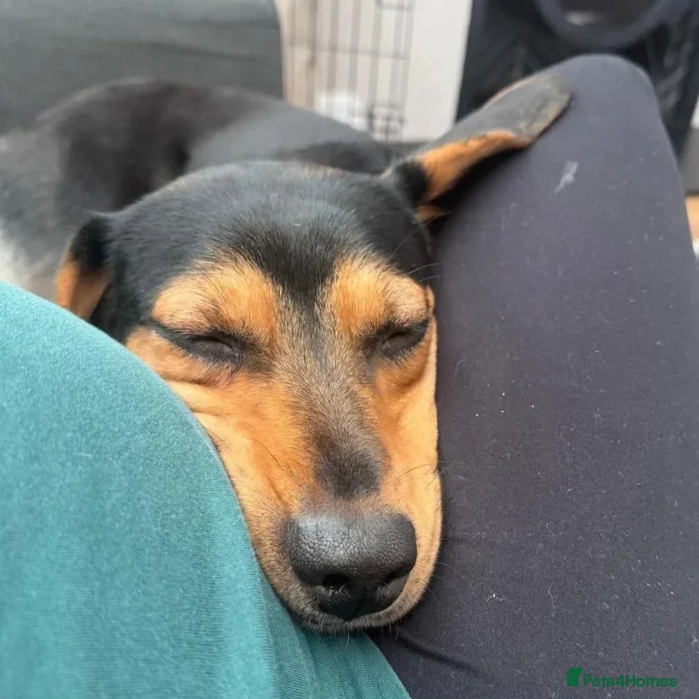 Ivan (Greek Harehound) photo 8