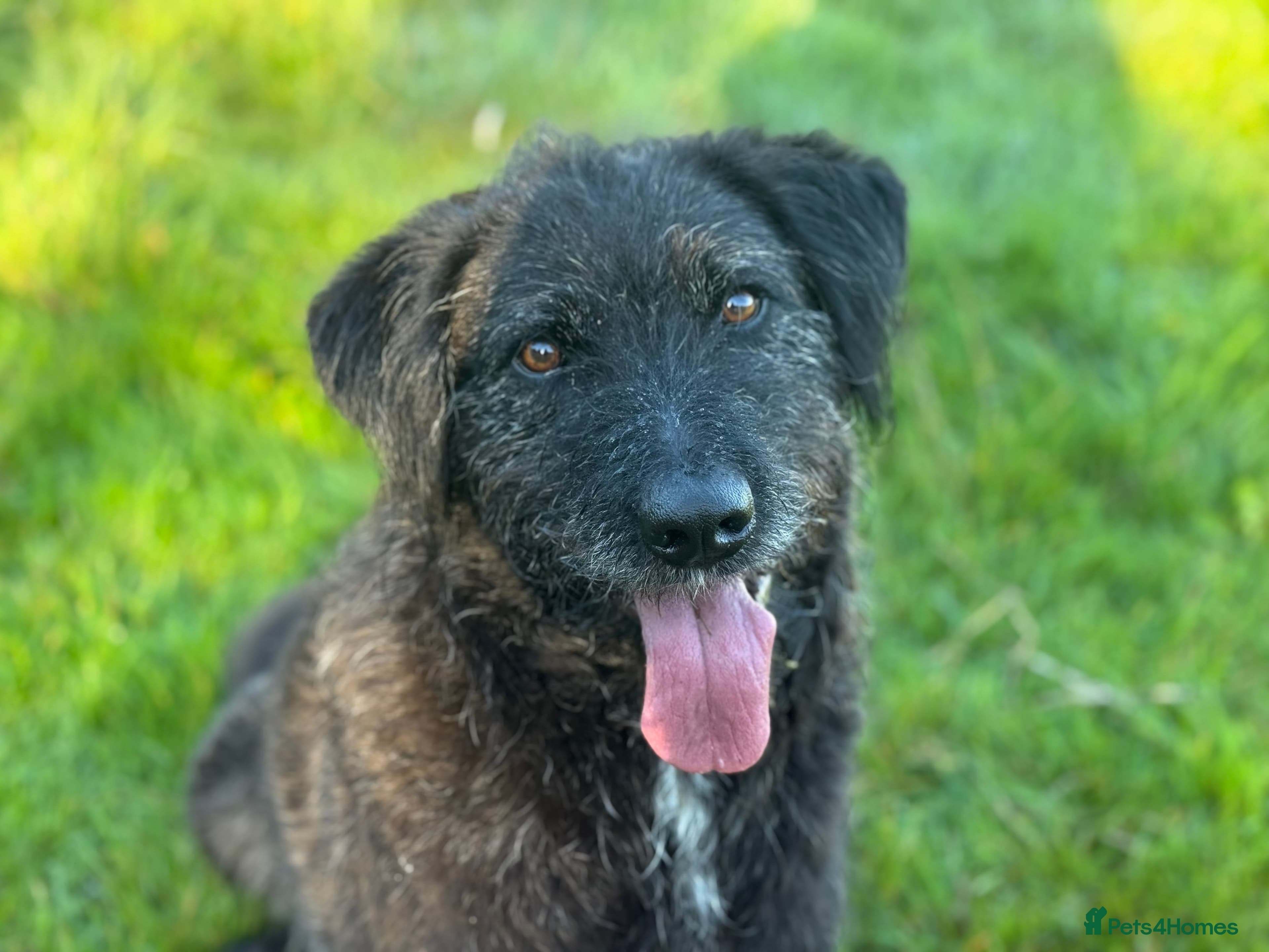 Miro — Mixed Breed