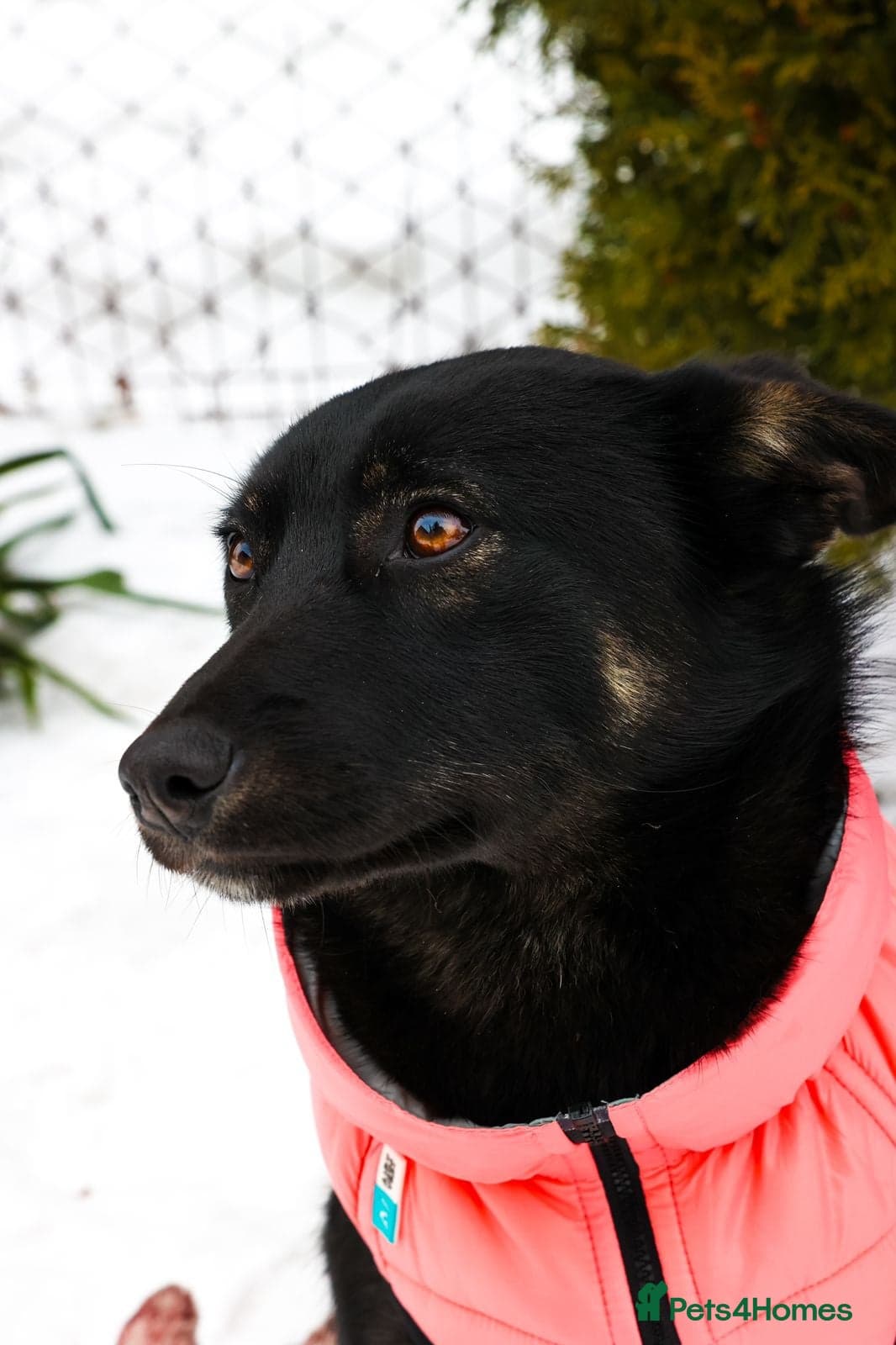 ️ADELE❤️11-month lower-medium soft natured girl photo 4