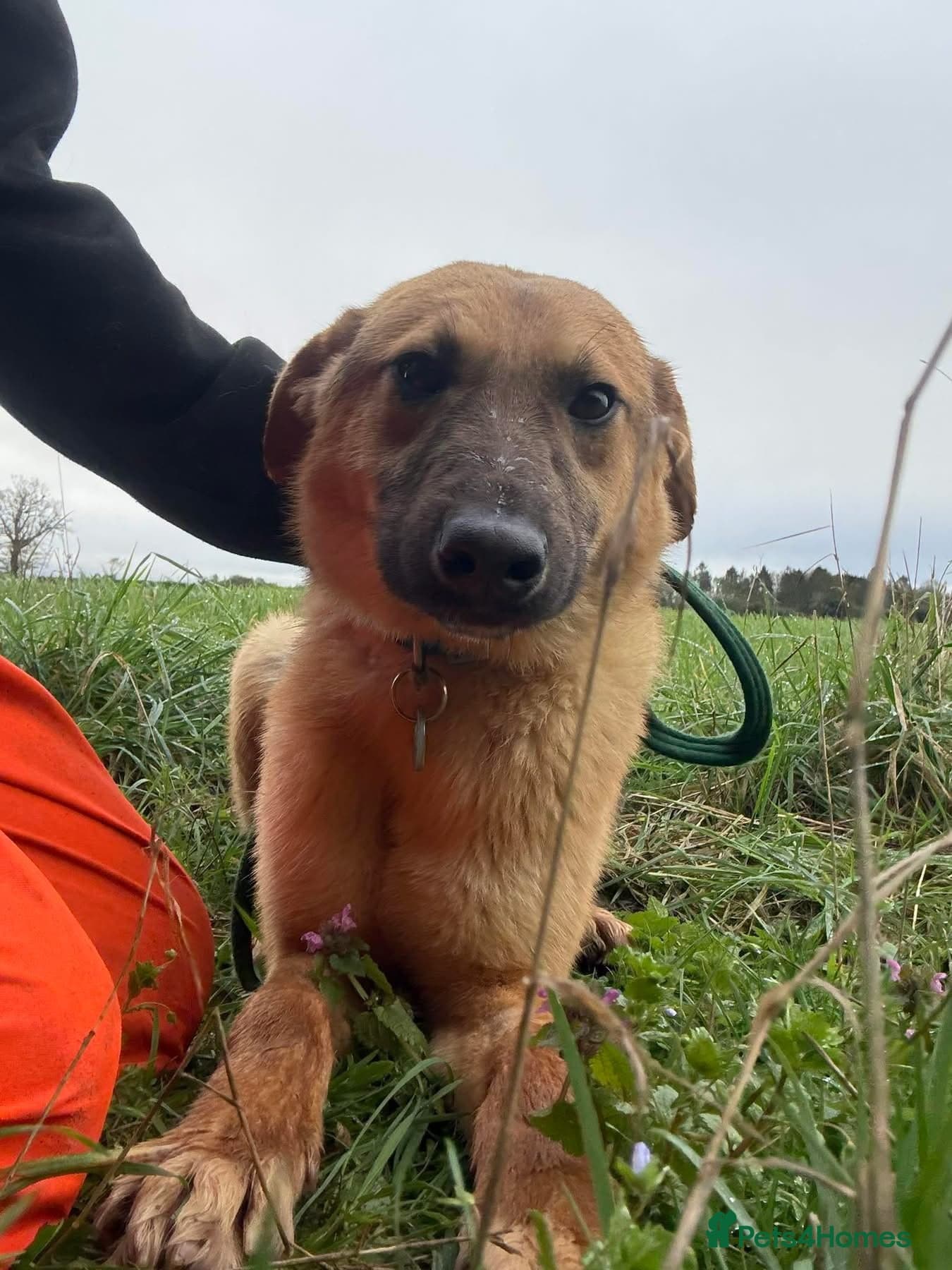 Dylan - Norwich Norfolk photo 13