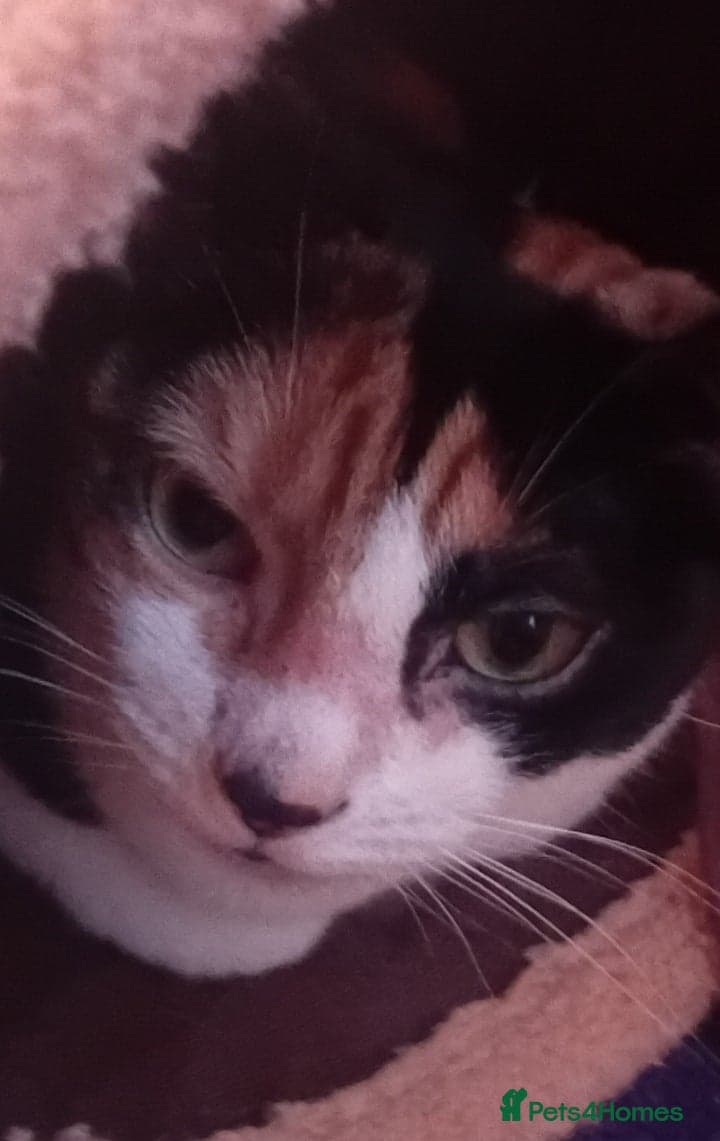 Meet Luna & Bella β British Shorthair