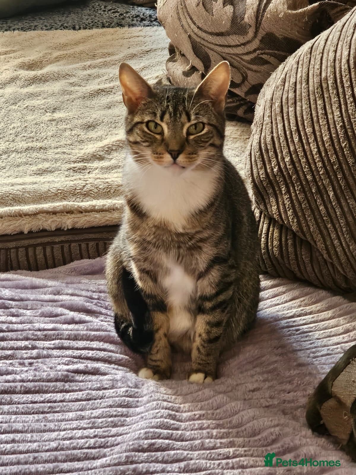 yr old Rescue Cat — Mixed Breed