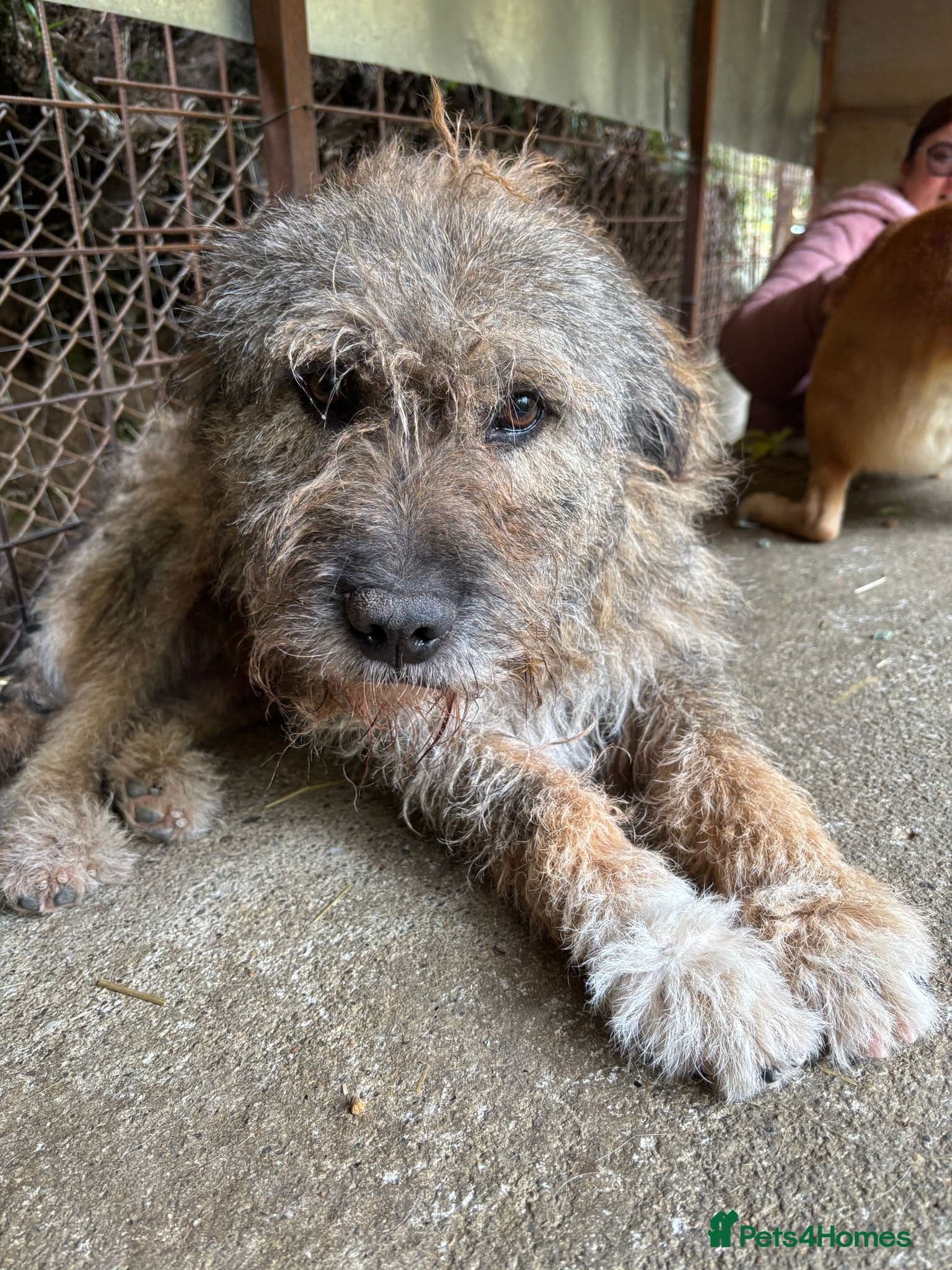 year old Fionn photo 5