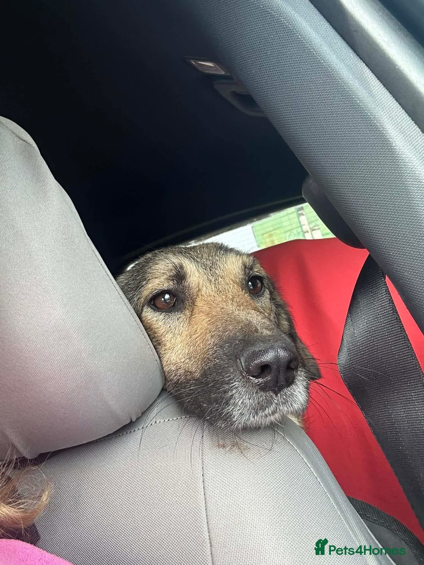 Amanda - Norwich Norfolk photo 17