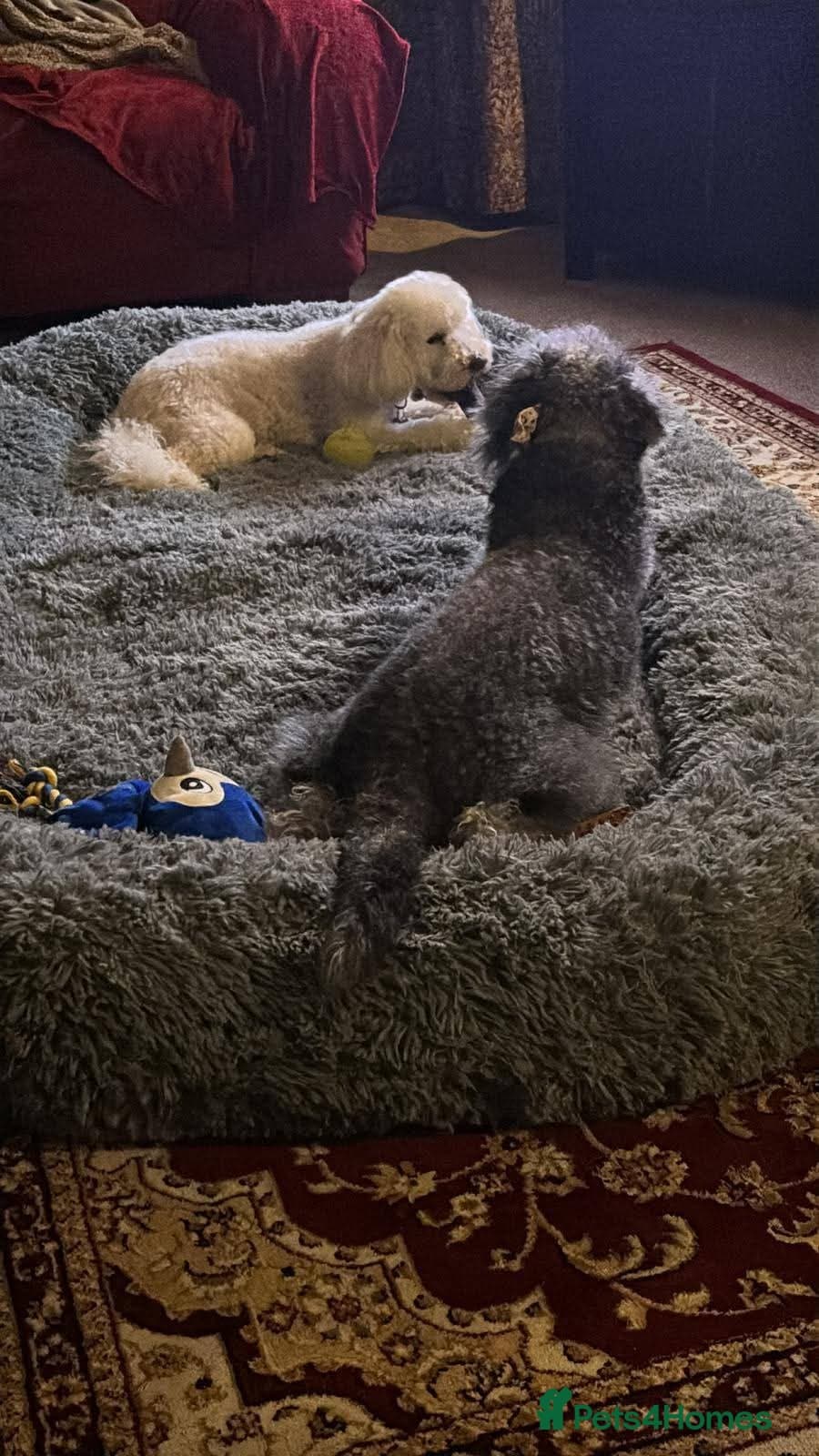 Meet Gizmo, currently residing in Lancashire photo 11