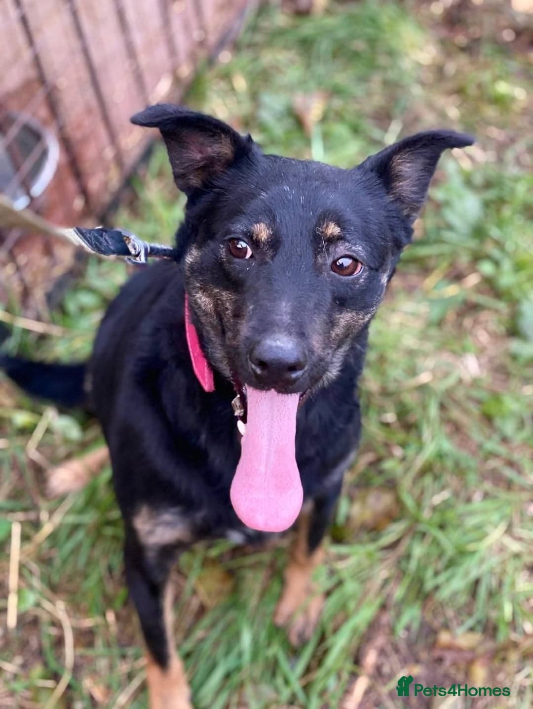 ️ROSIE❤️2.5 yo low-medium friendly loving girl photo 10