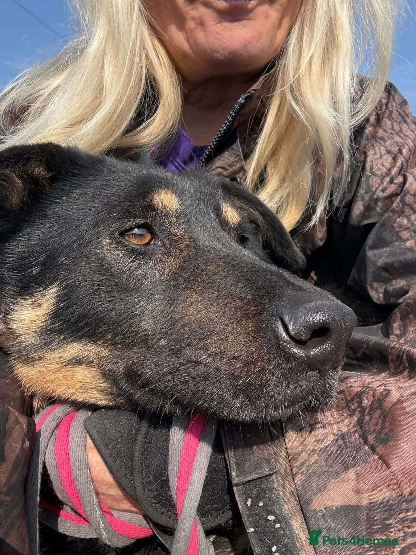 Romeo - Norwich Norfolk photo 2