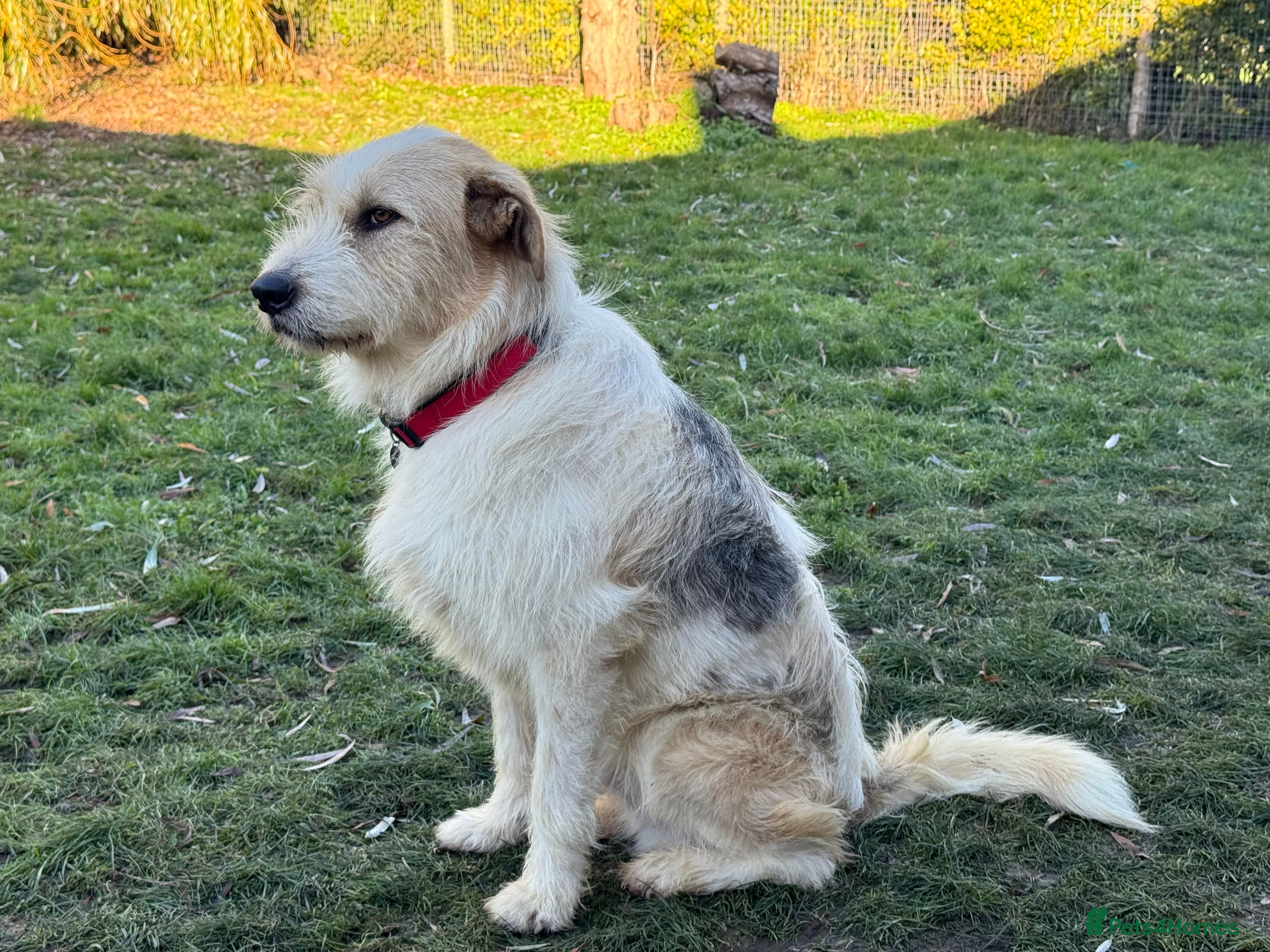 Hershey & Harley π still Waiting photo 11