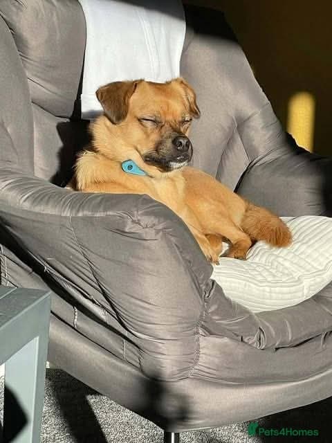 Meet Jaspher, currently residing in Edinburgh photo 4