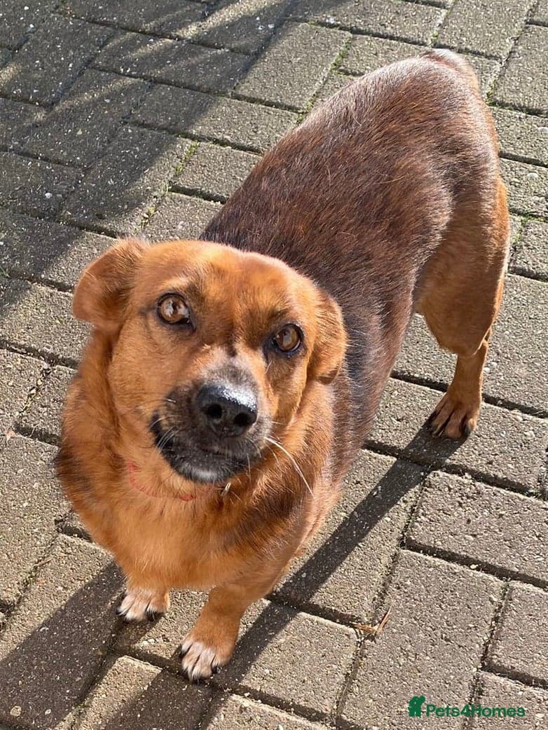 Dora the explorer photo 2