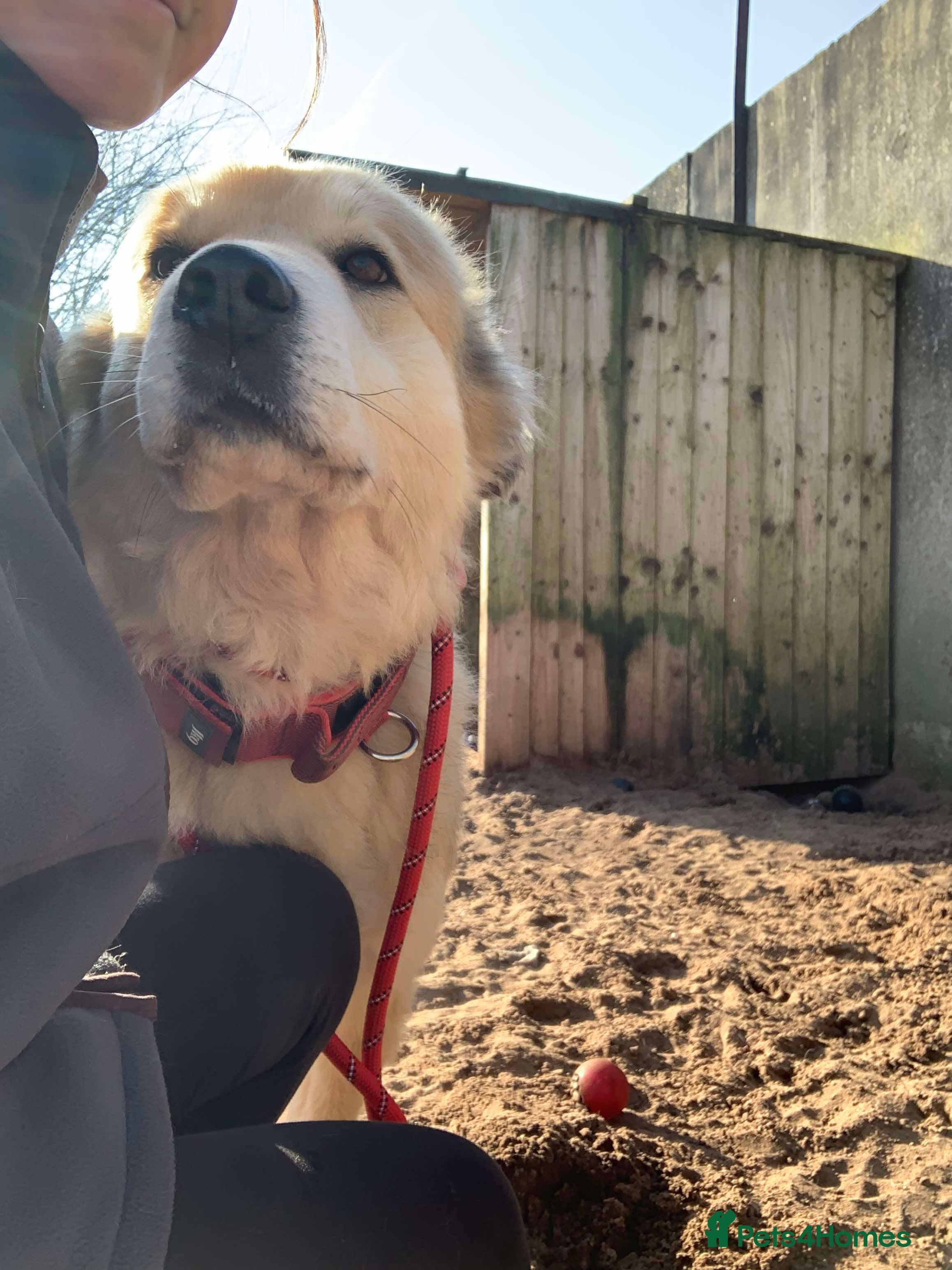 Meet Paddy, currently residing in Cheshire photo 11